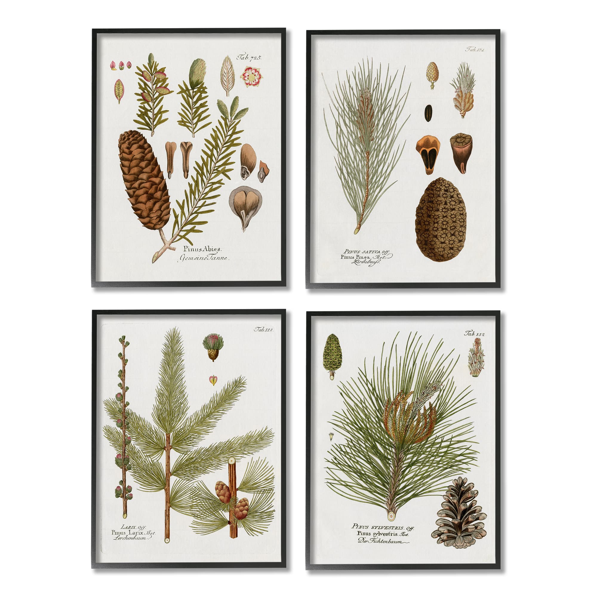 Stupell Industries Vintage Forest Pine Illustrated Study Green Brown Plants Framed Wall Art