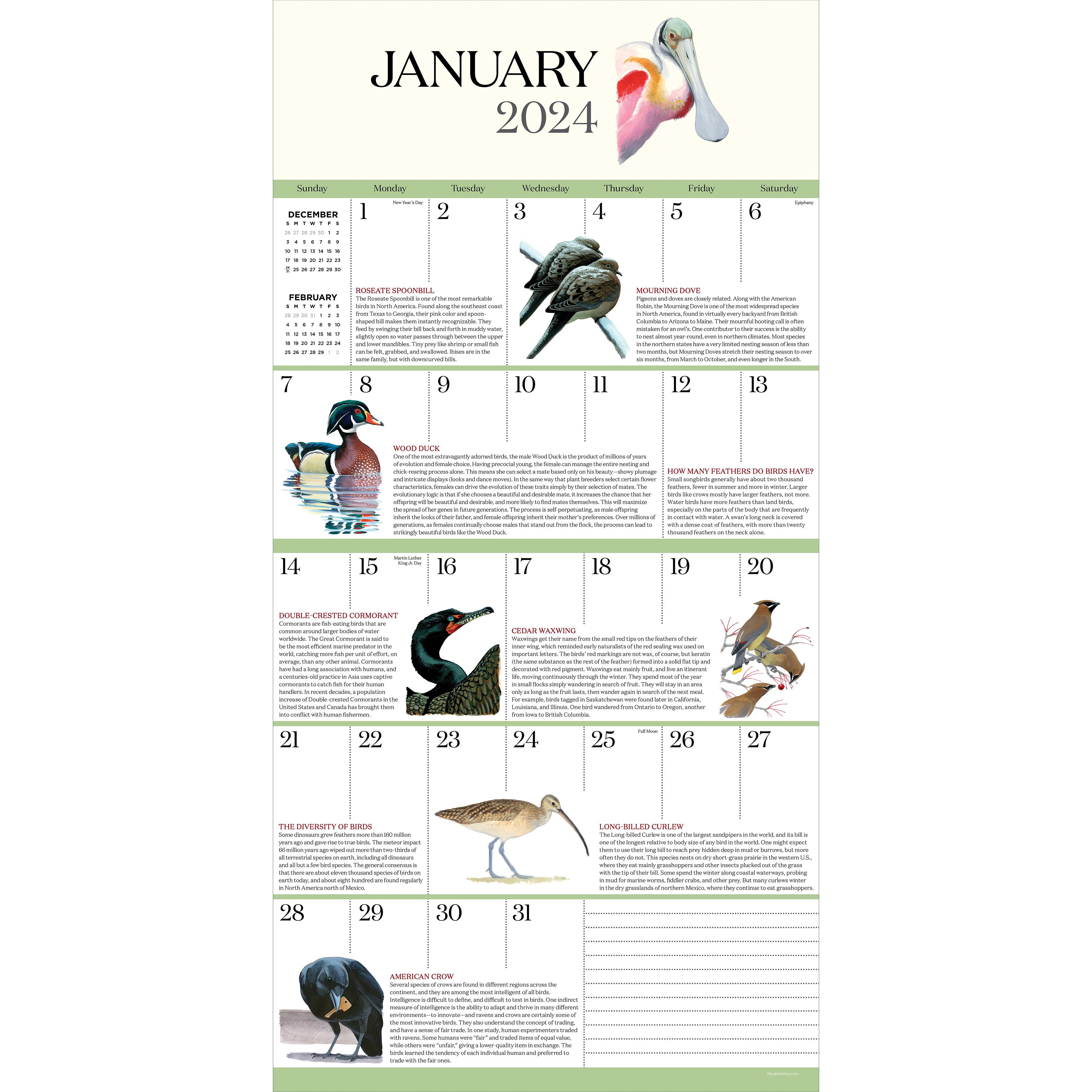 TF Publishing 2024 What It's Like To Be A Bird Wall Calendar