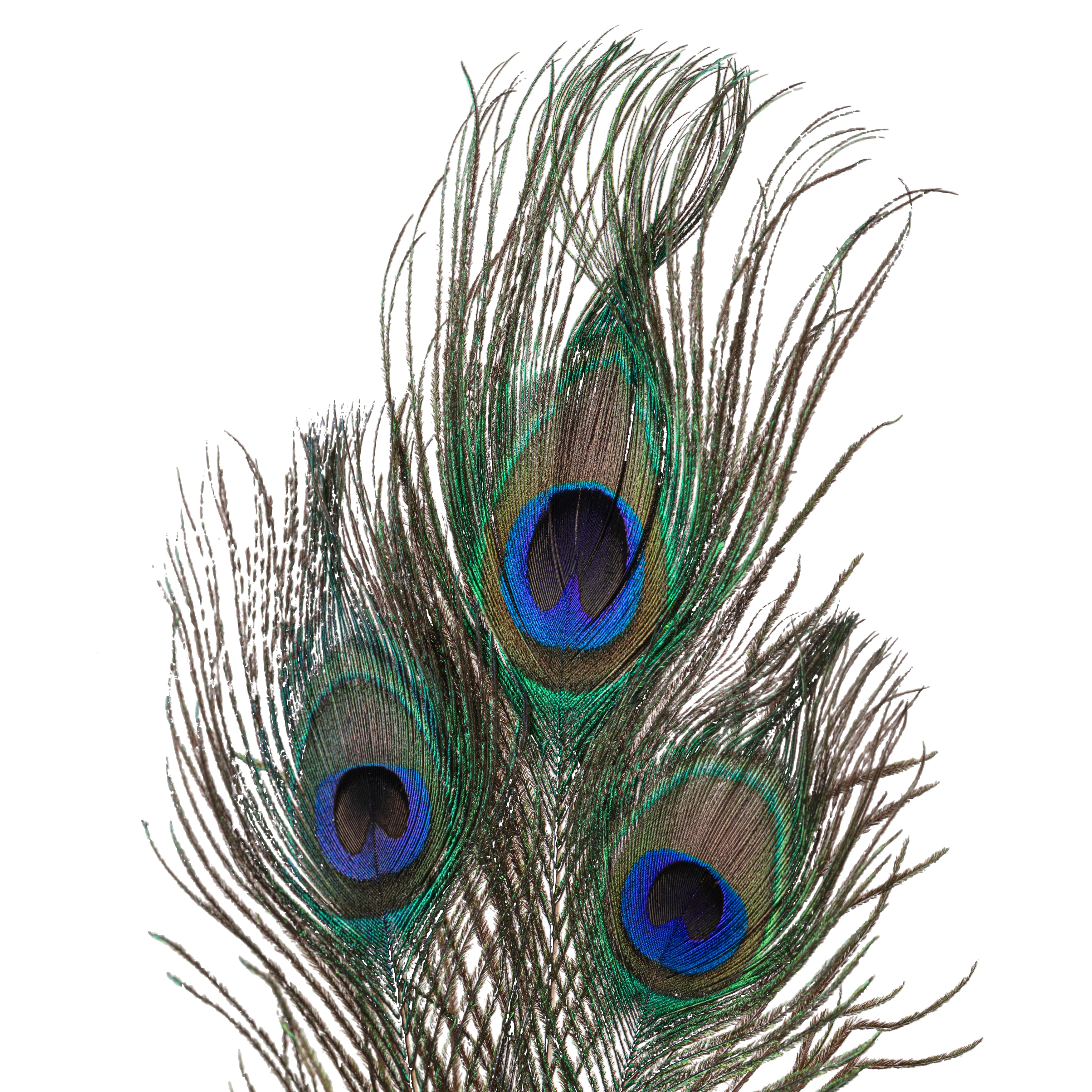 Kit Box with Lid Peacock Feathers Books by Hand 