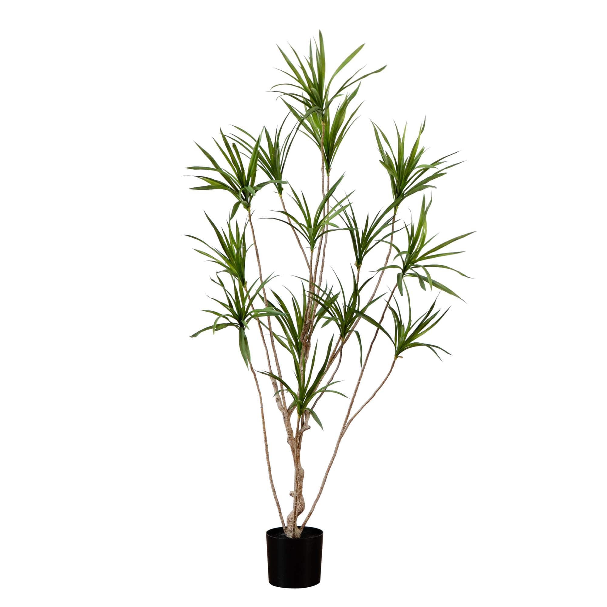 6ft. Potted Dracaena Tree