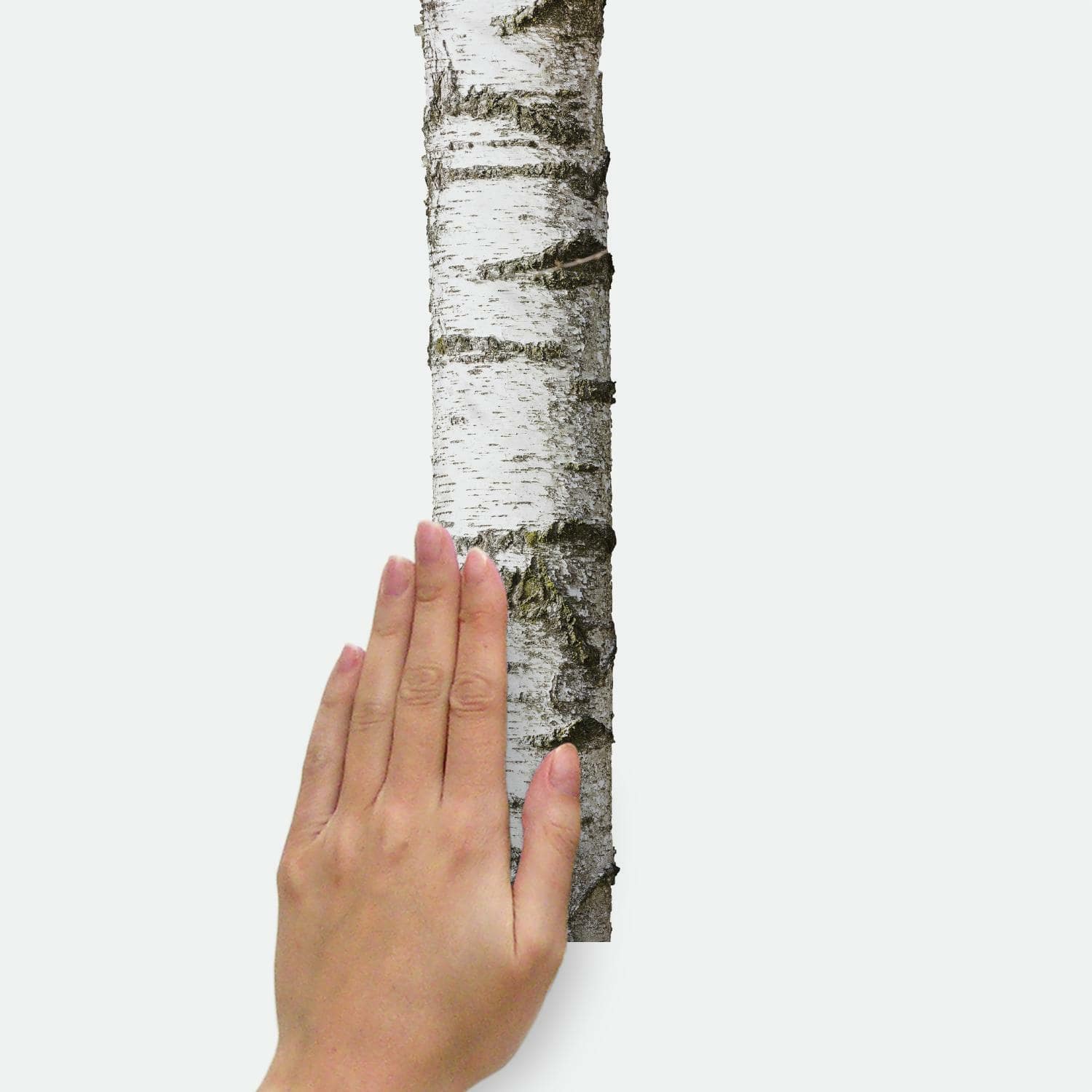 RoomMates Realistic Birch Trees Peel & Stick Giant Decals