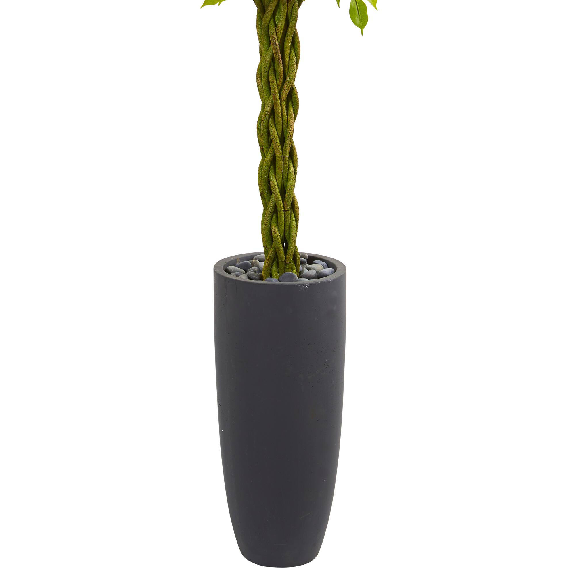 6.5ft. Braided Ficus Tree in Cylinder Planter