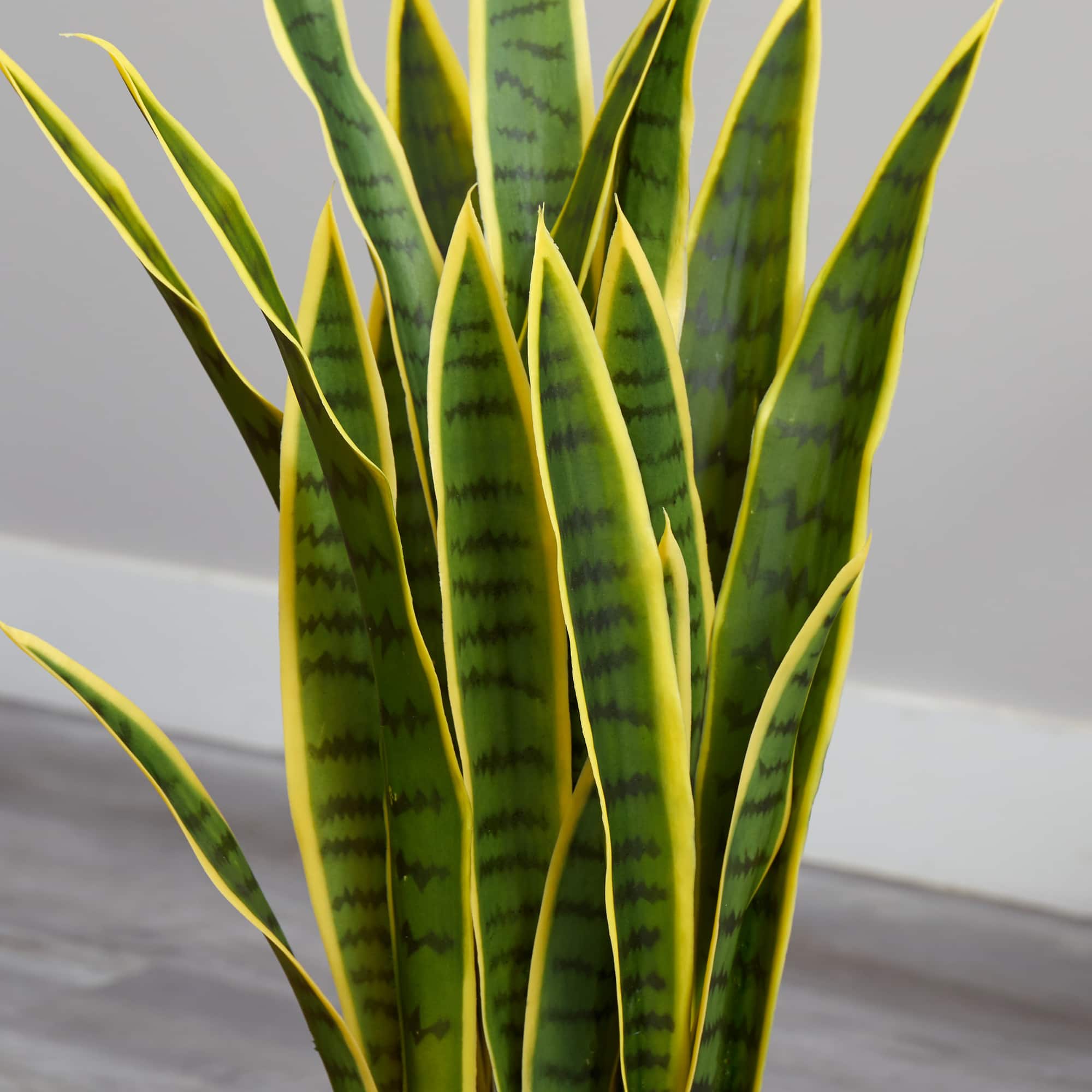 2.5ft. Green & Yellow Snake Plant in White Planter
