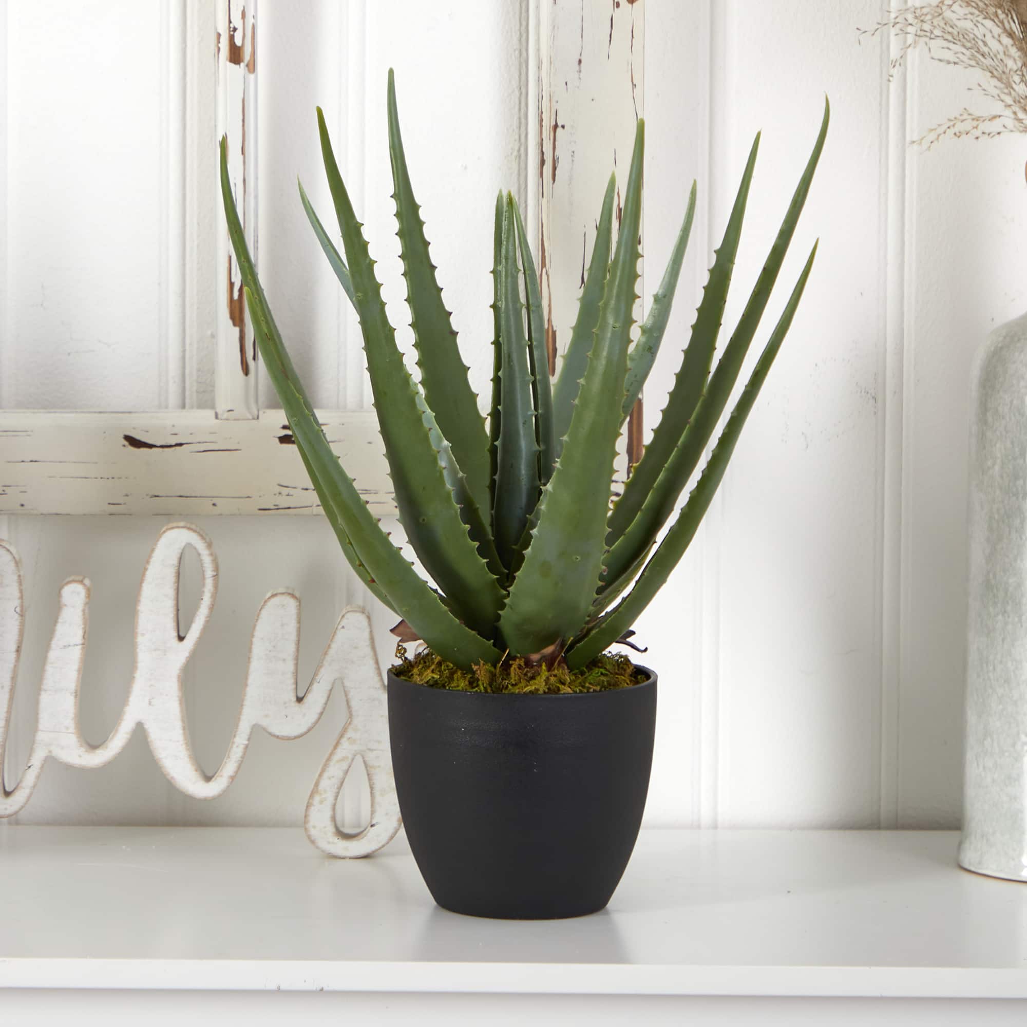 18&#x22; Potted Aloe Plant, 2ct.