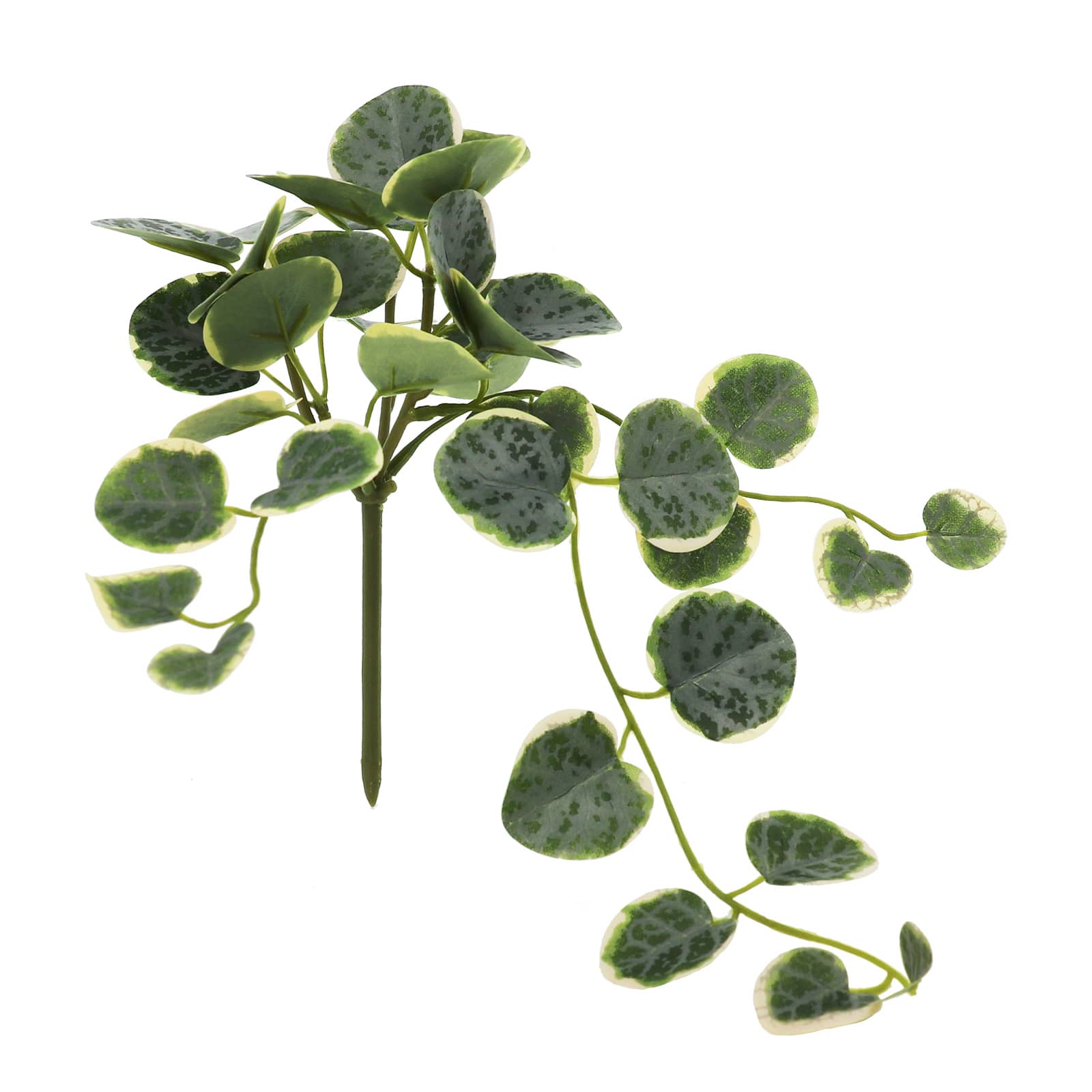 11&#x22; Green Peperomia Bush by Ashland&#xAE;