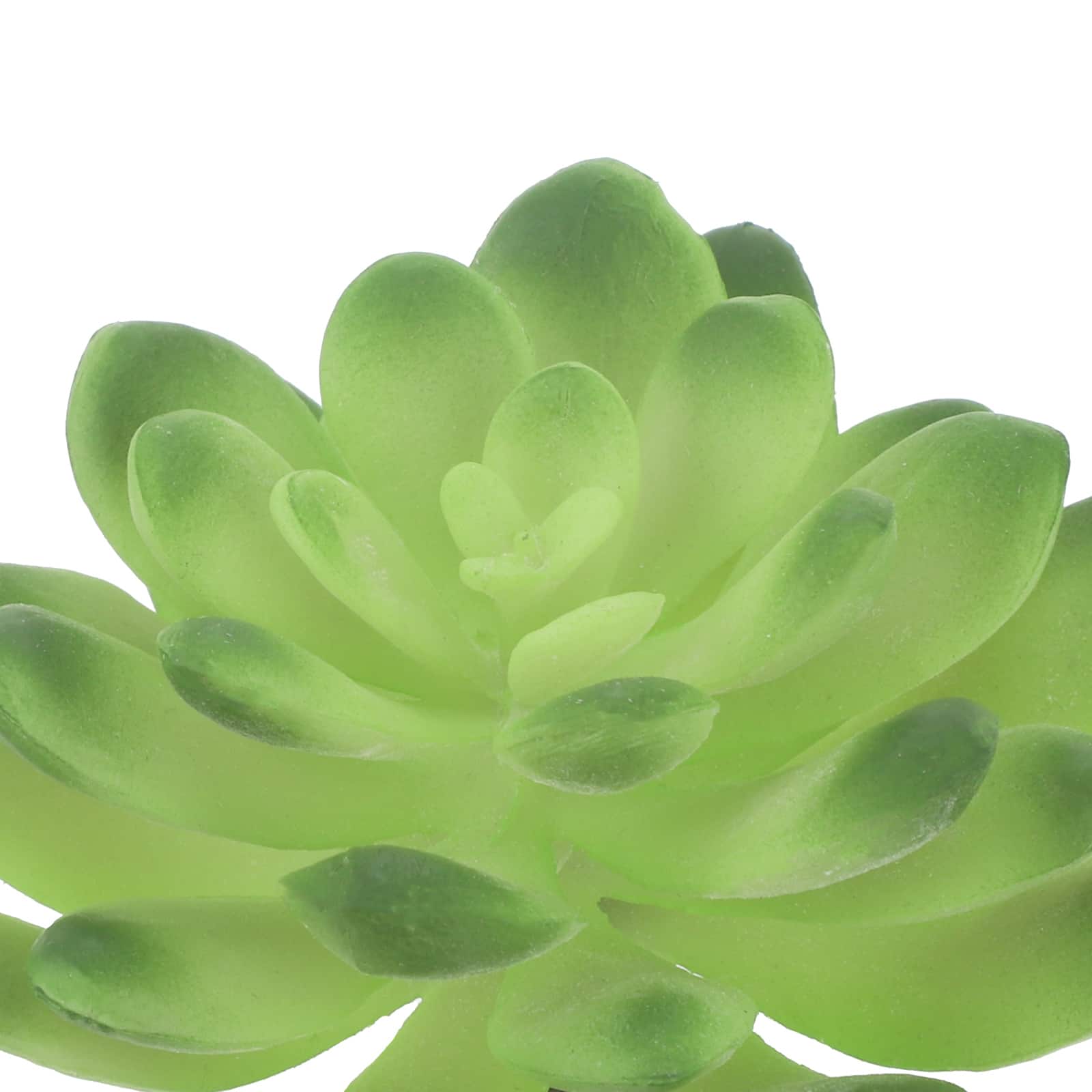 Green Echeveria Pick by Ashland&#xAE;