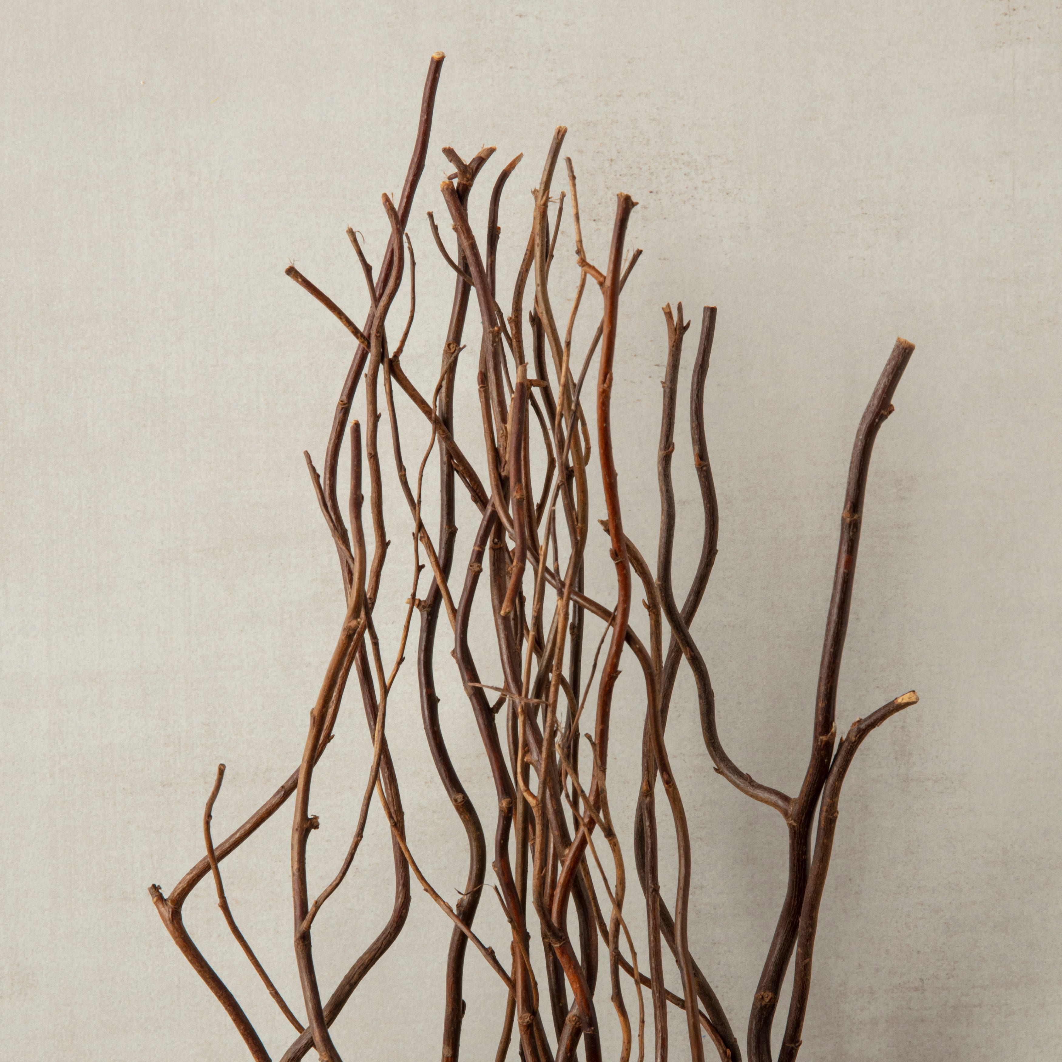 Natural Curly Willow Branches fill branches