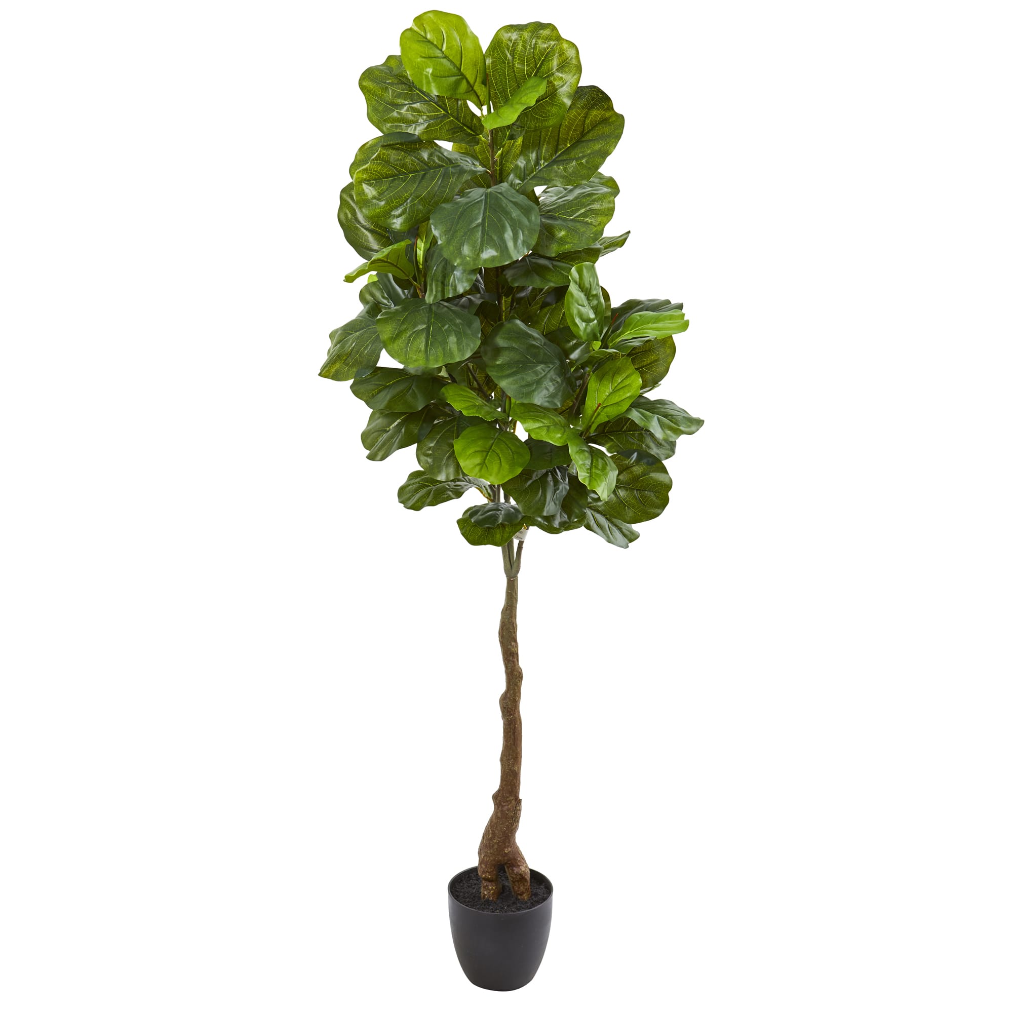 5.3ft. Fiddle Leaf Tree with White Planter