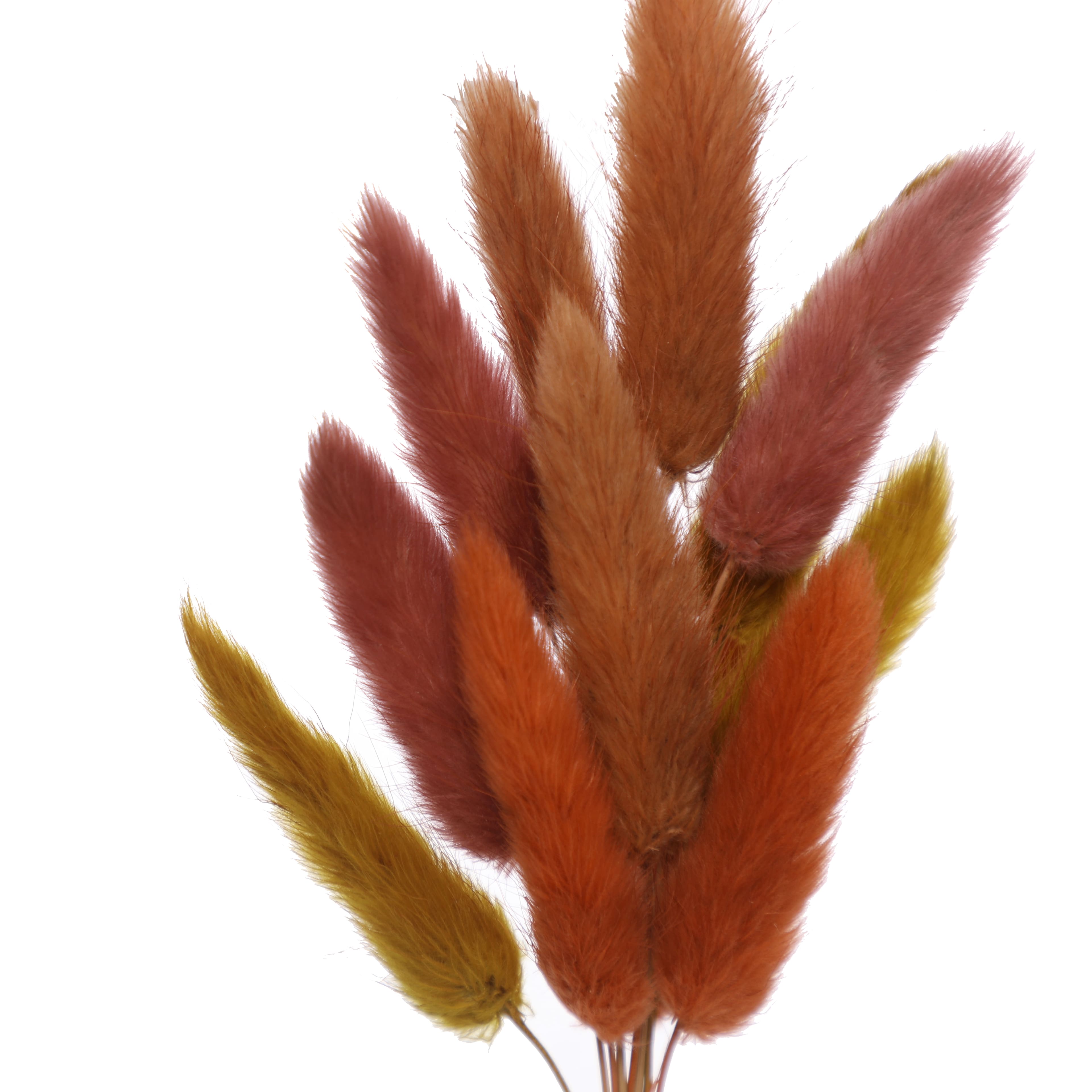 8.5" Dried Bunny Tail Grass Mini Bundle by Ashland®