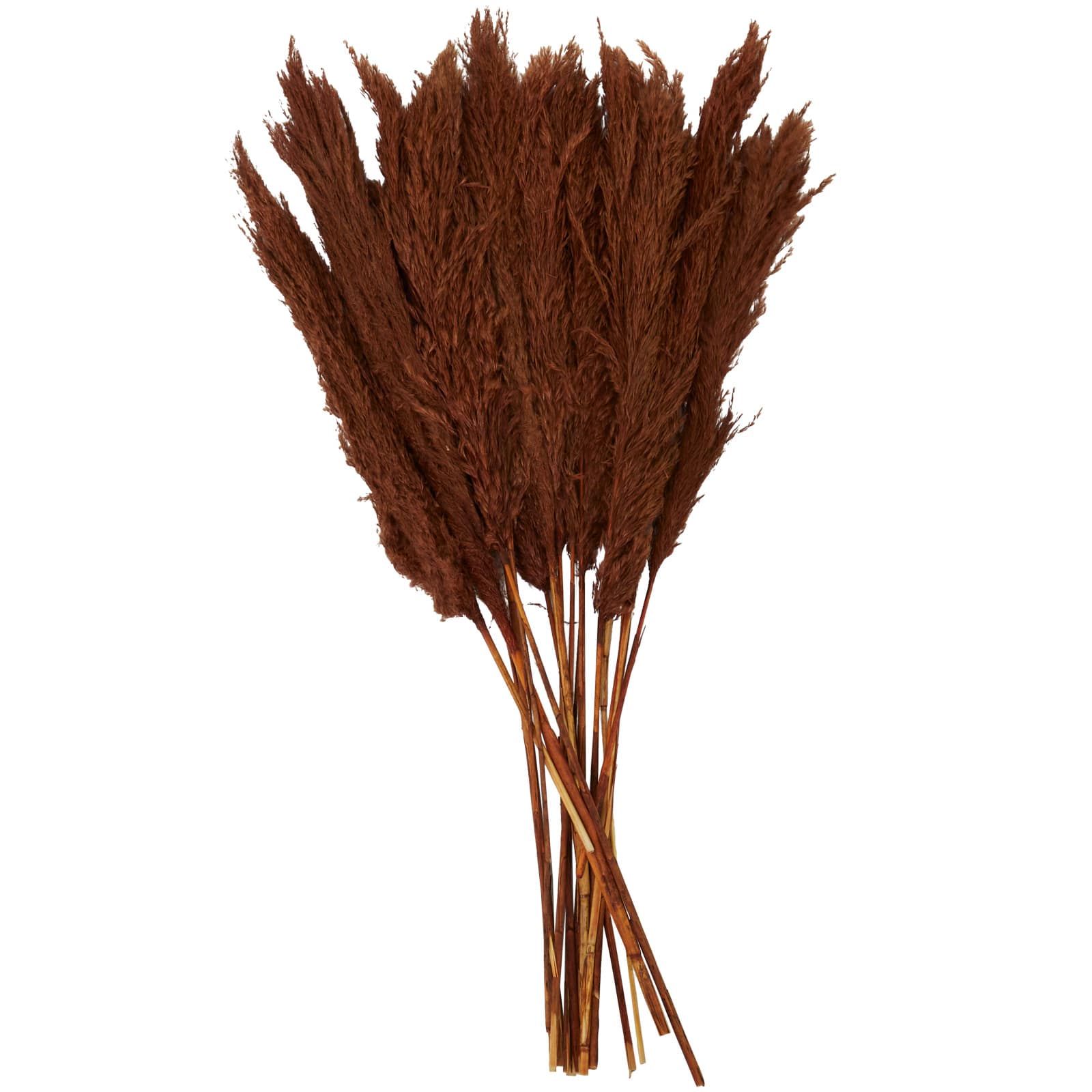 Dried Plant Pampas Natural Foliage with Long Stems