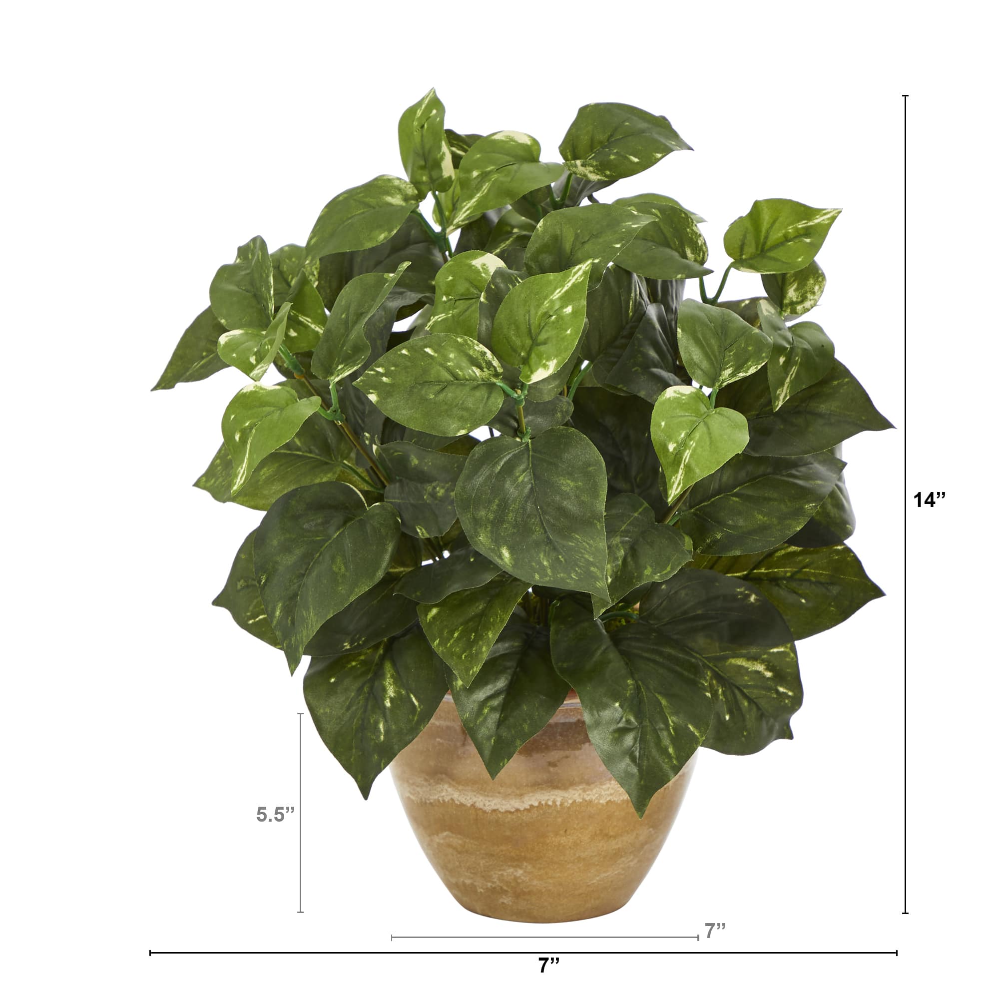 14&#x22; Pothos Plant in Ceramic Planter