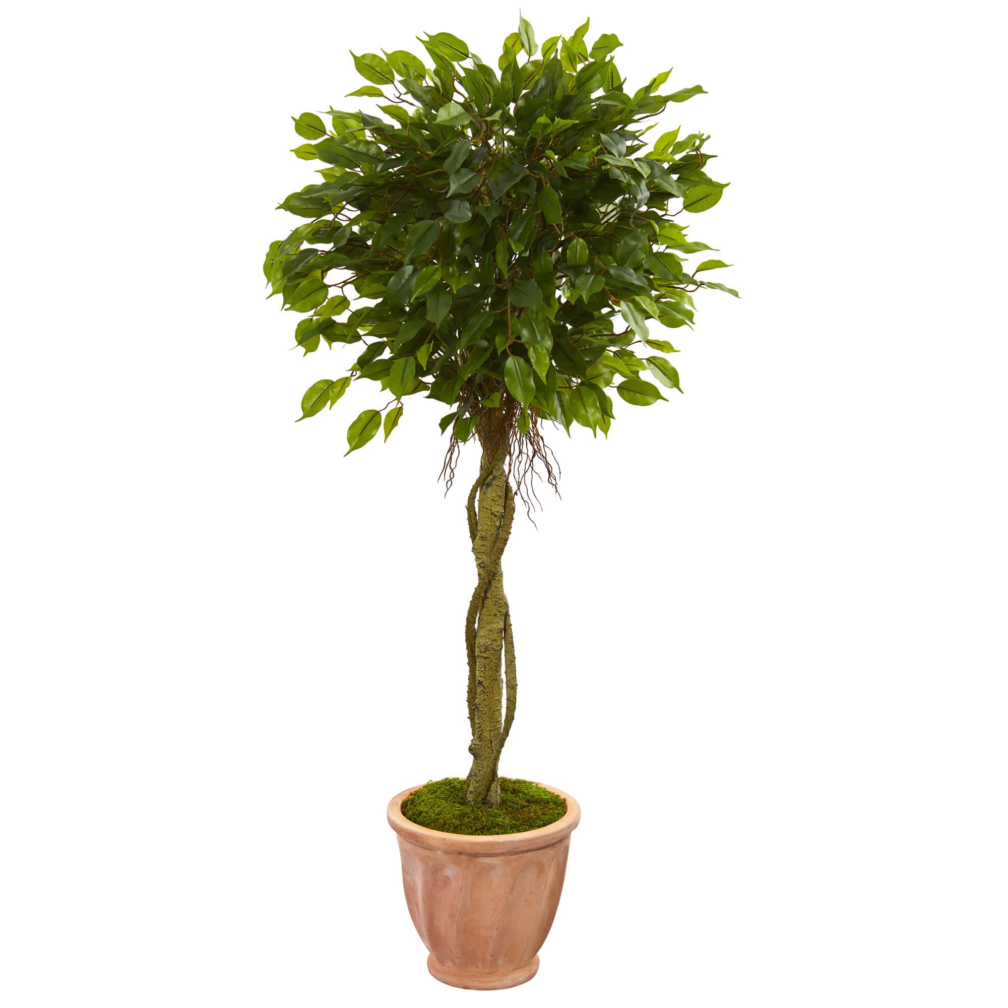 4.5ft. Ficus Tree in Terracotta Planter