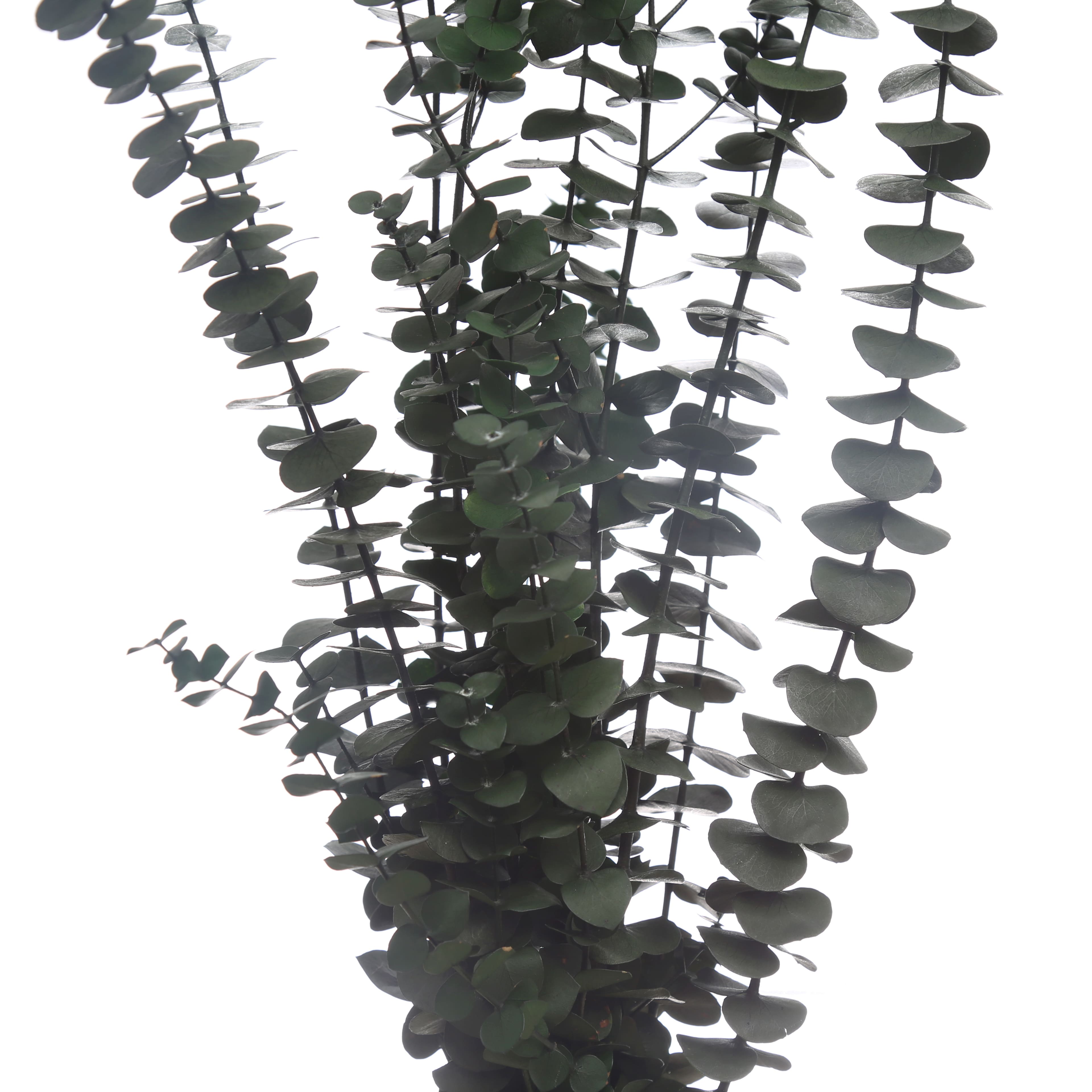 24 Pack: Dark Green Dried Eucalyptus Bundle by Ashland®