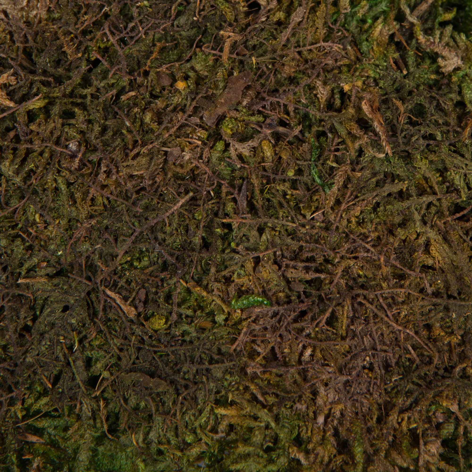 Preserved Green Sheet Moss Bag