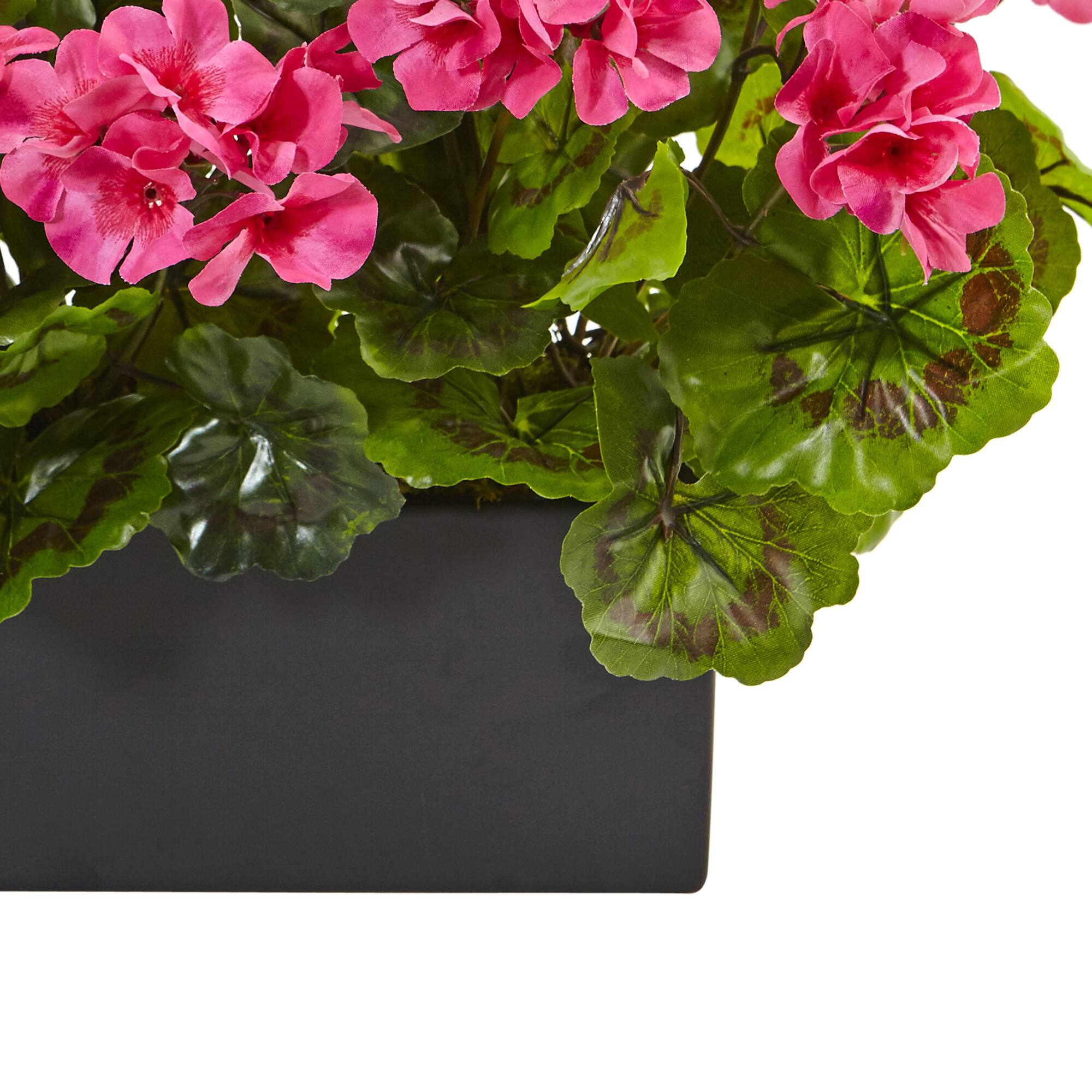 13" Beauty Geranium in Rectangular Planter