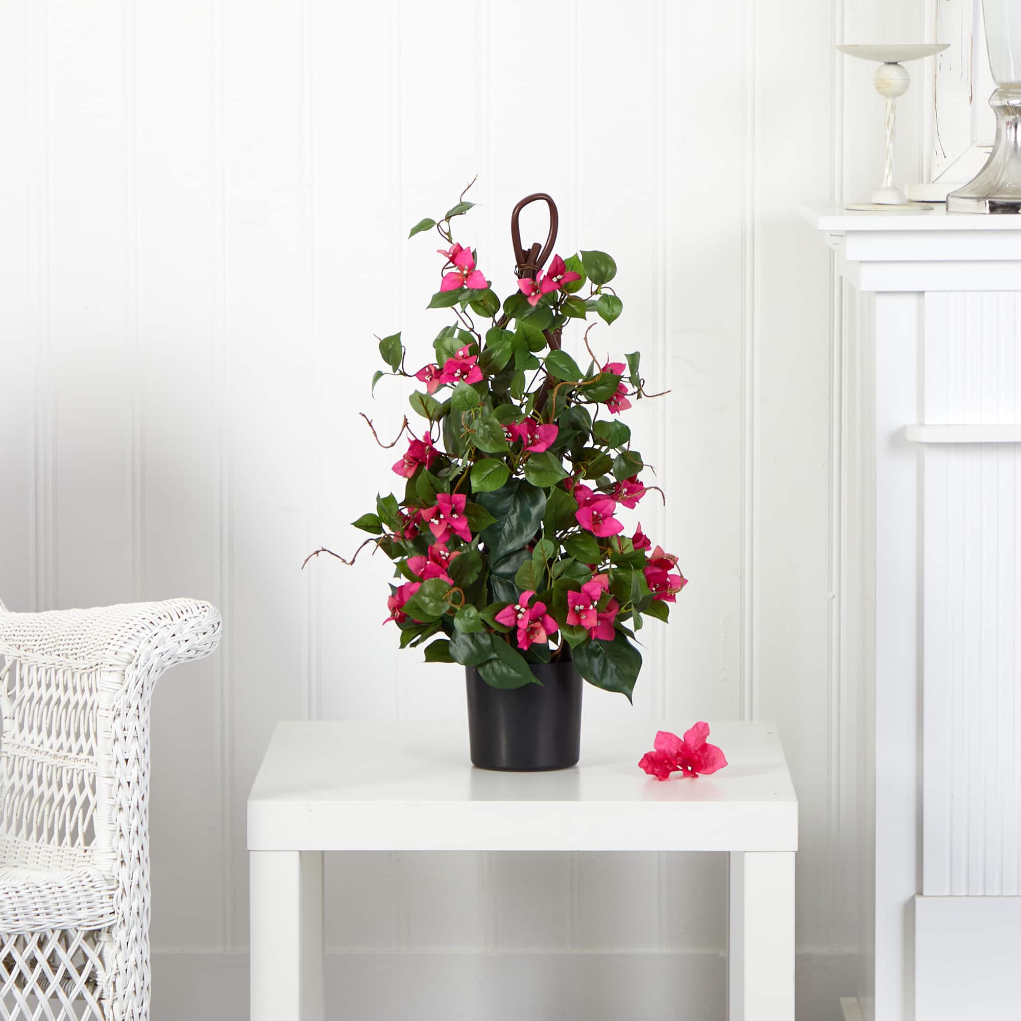 2ft. Potted Bougainvillea Climbing Plant