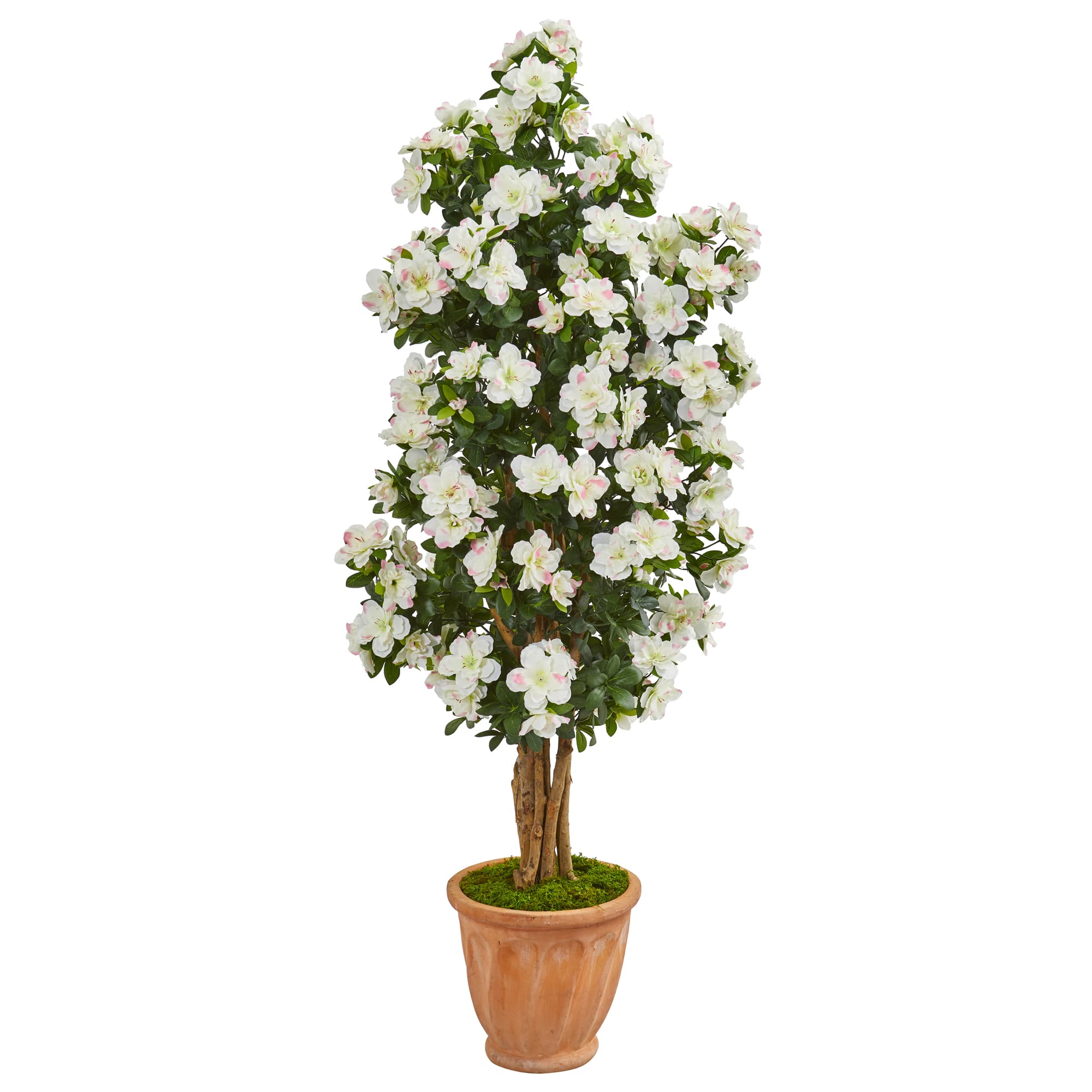 4.9ft. Azalea Tree in Terracotta Planter