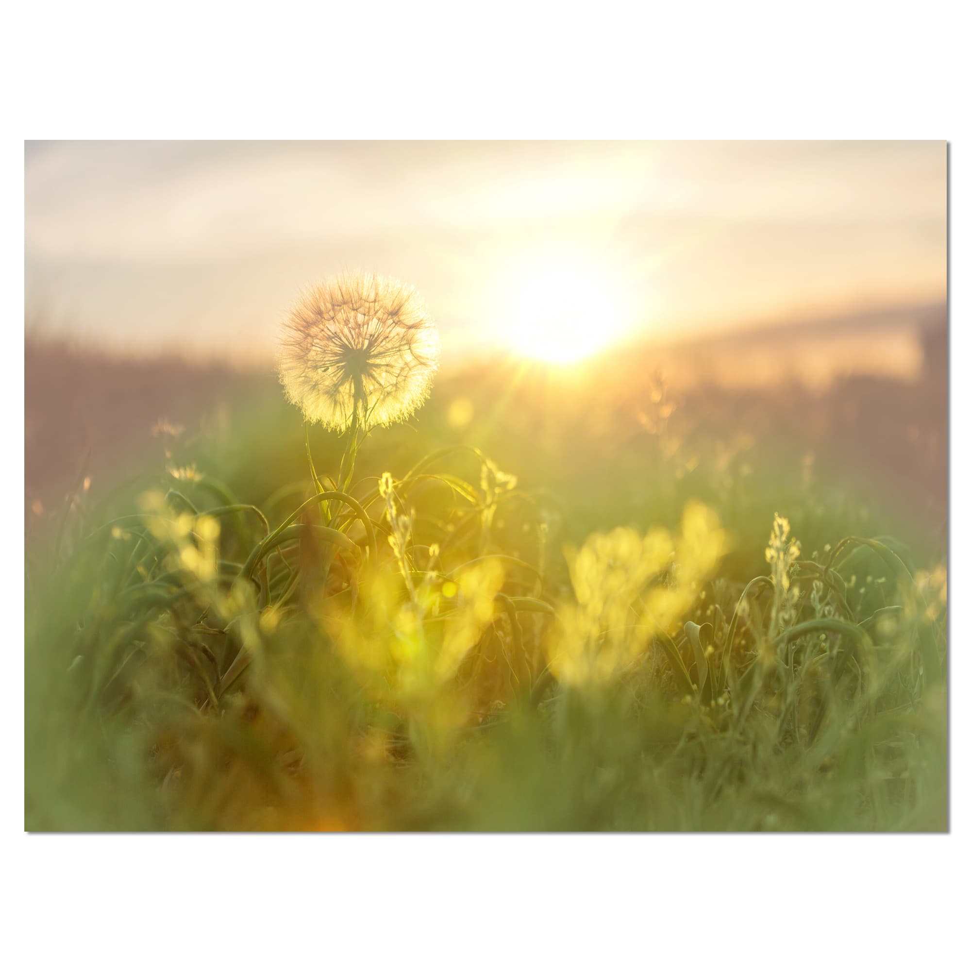 Designart - Dandelion Blooming Flower in Field - Floral Canvas Art Print