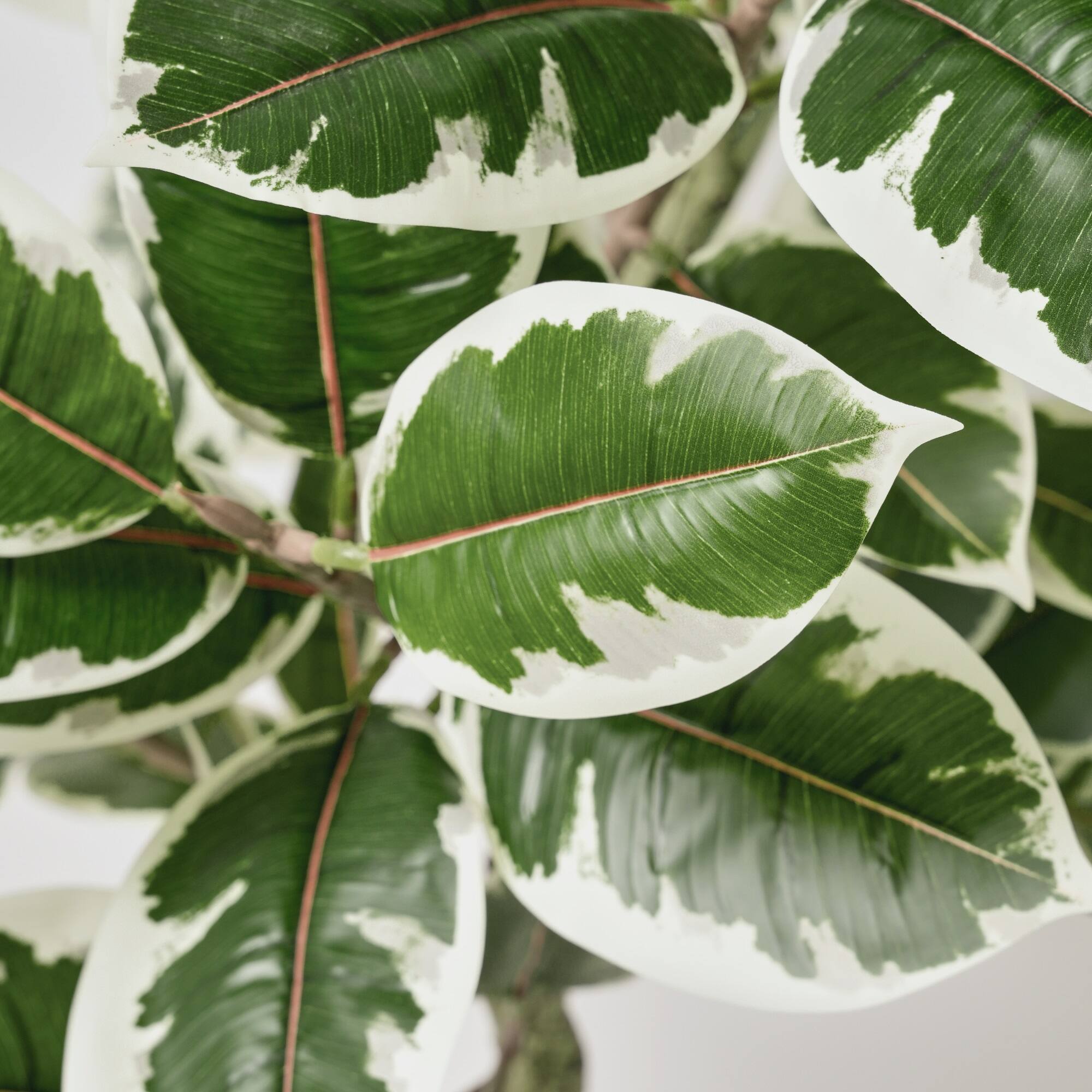 American Art Decor 5ft. Realistic Artificial Variegated Rubber Tree in White Pot