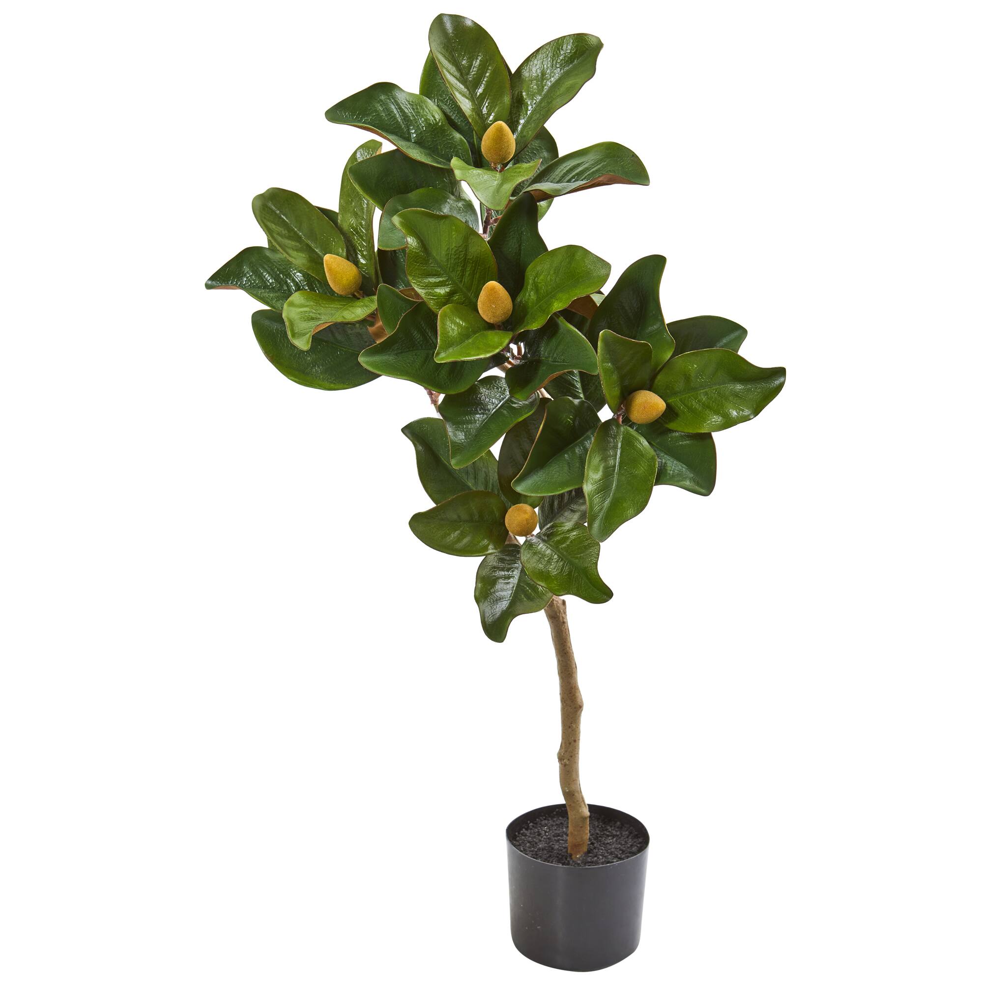 3ft. Potted Magnolia Tree | Michaels