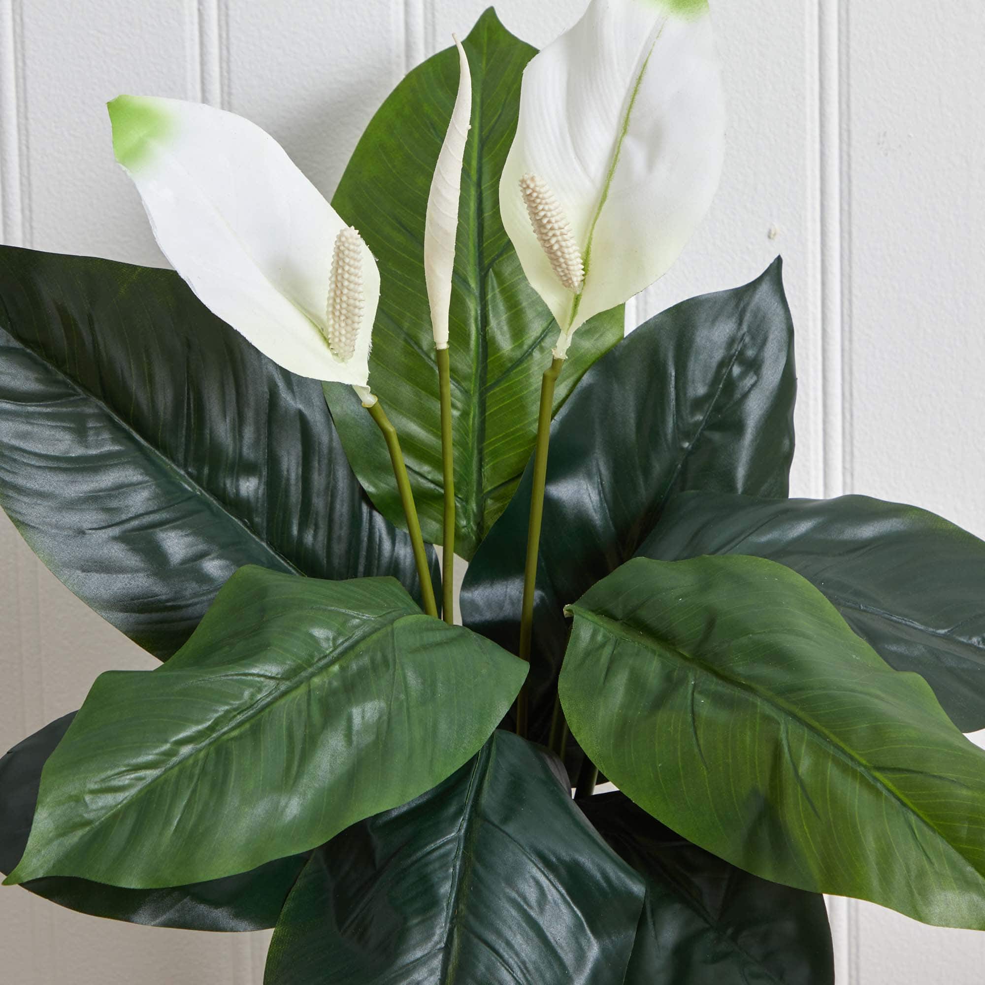 White Peace Lily Plant, 3ct.