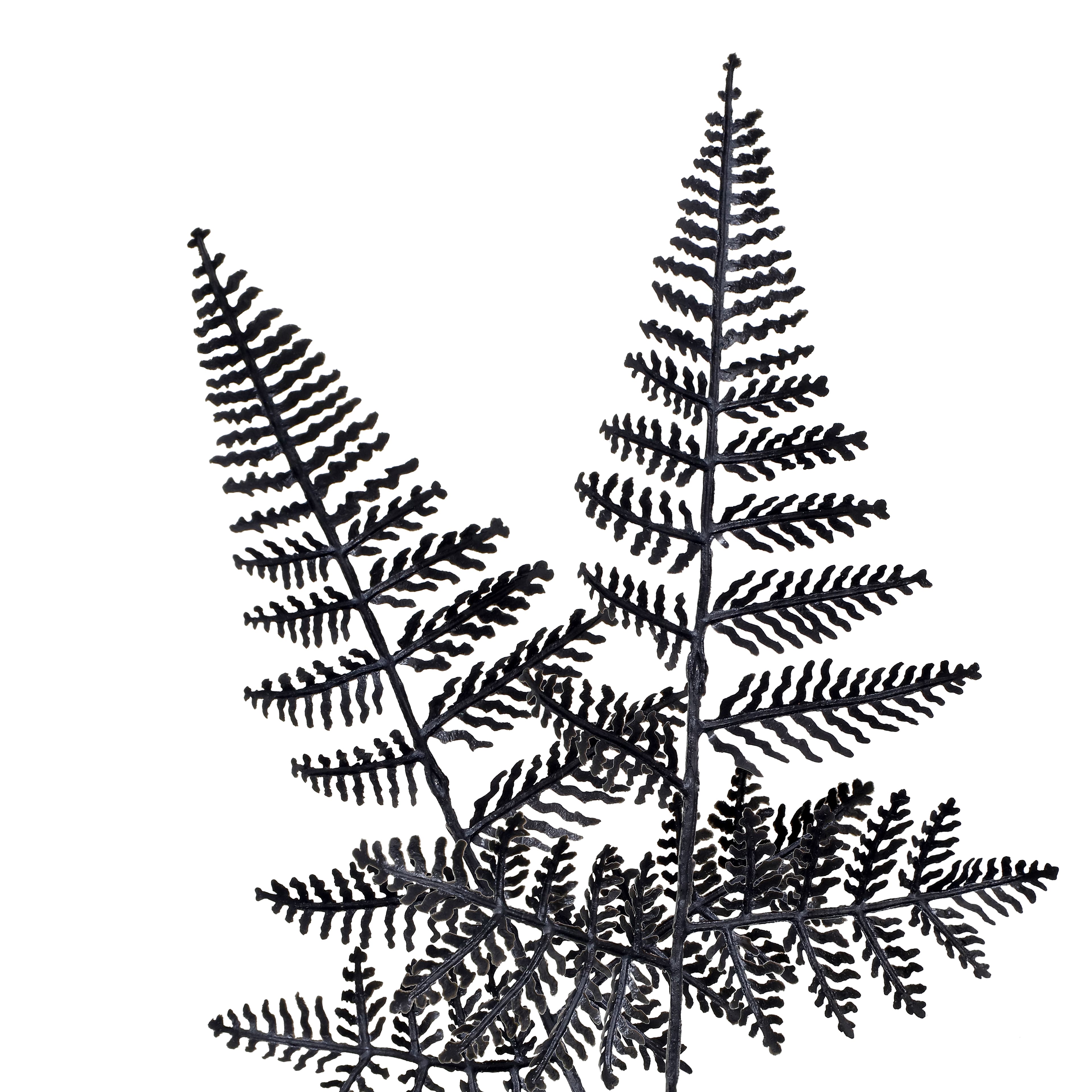 16" Black Fern by Ashland®