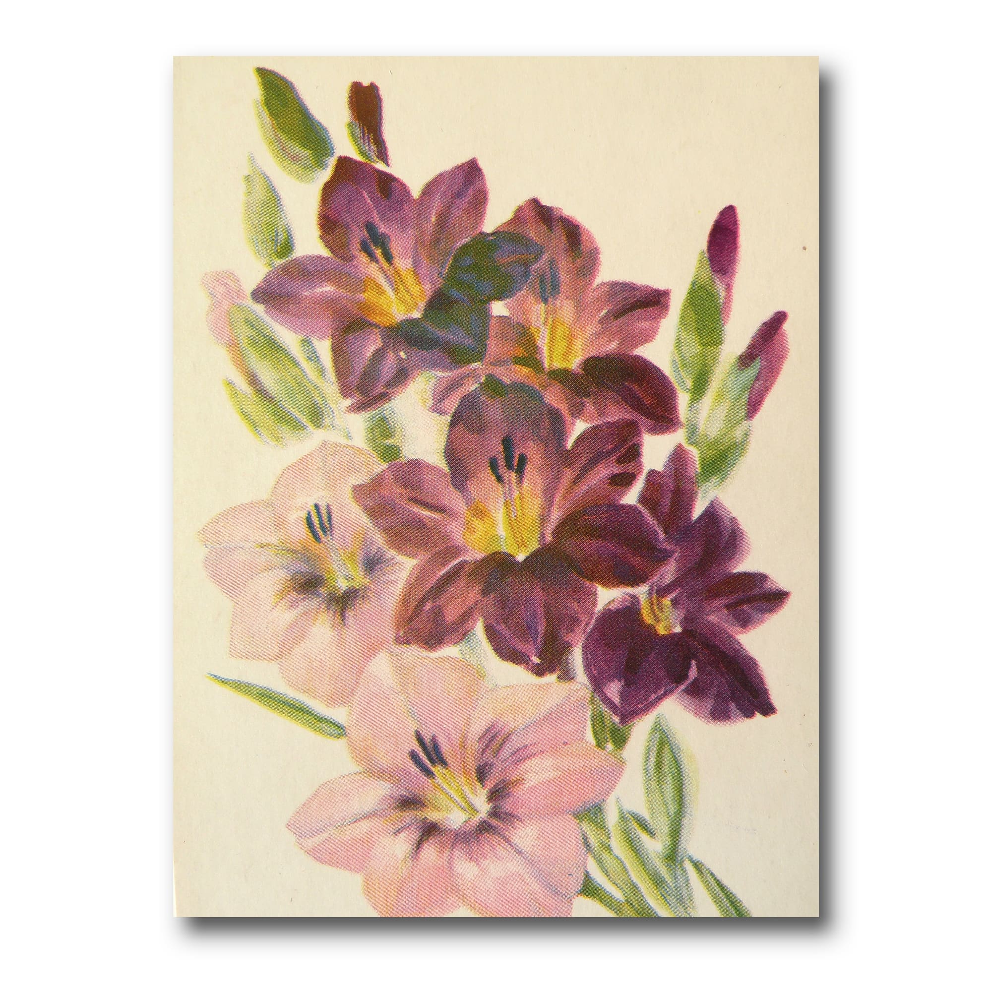 Designart - Retro Light and Dark Pink Gladiolus