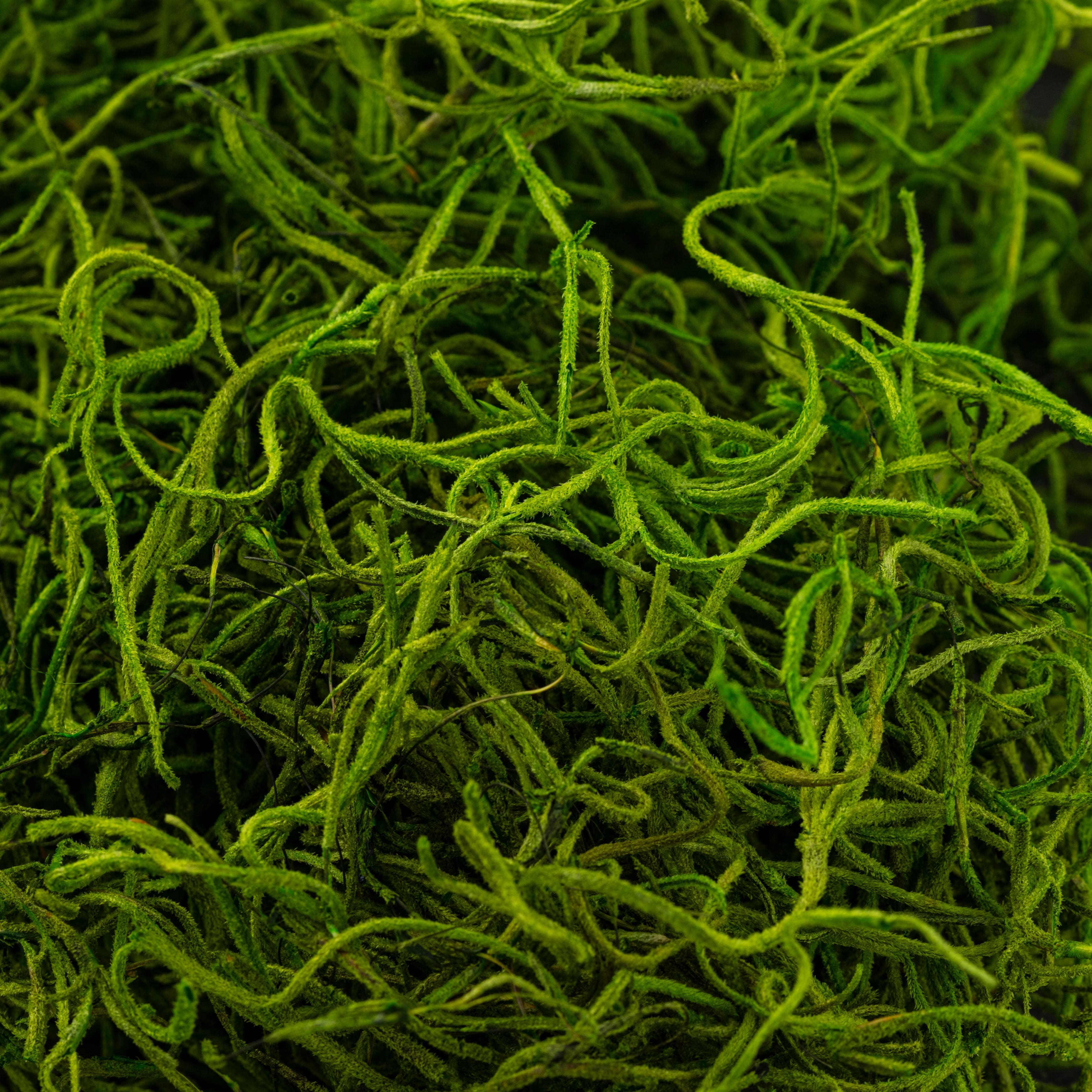 Super Moss 26912 Spanish Moss Preserved, Grass, 8oz (200 Cubic inch) (2)