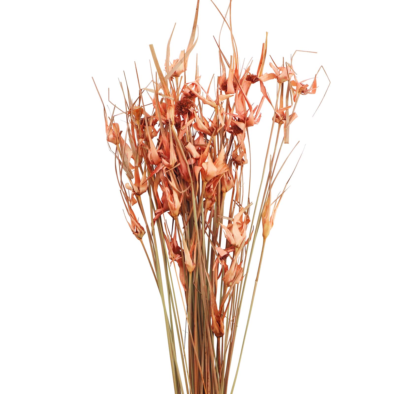 Mauve Star Grass Bundle by Ashland&#xAE;
