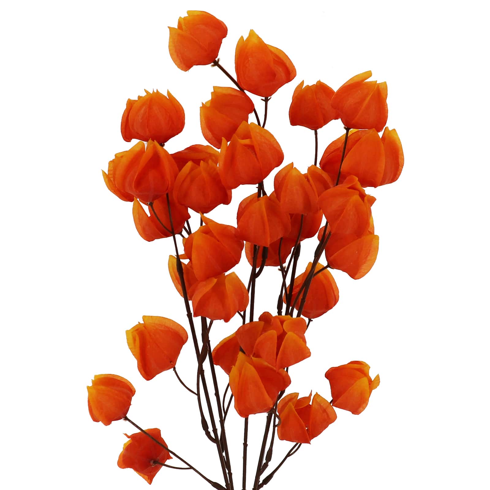 19&#x22; Basic Chinese Lantern Bush by Ashland&#xAE;