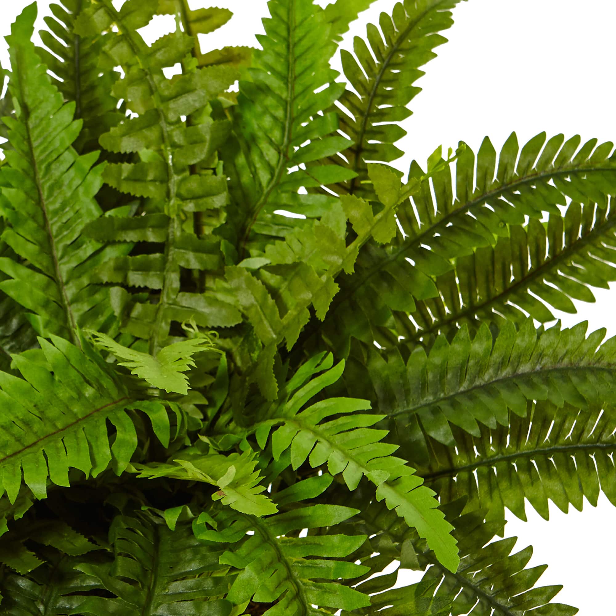 14" Boston Fern In White Planter