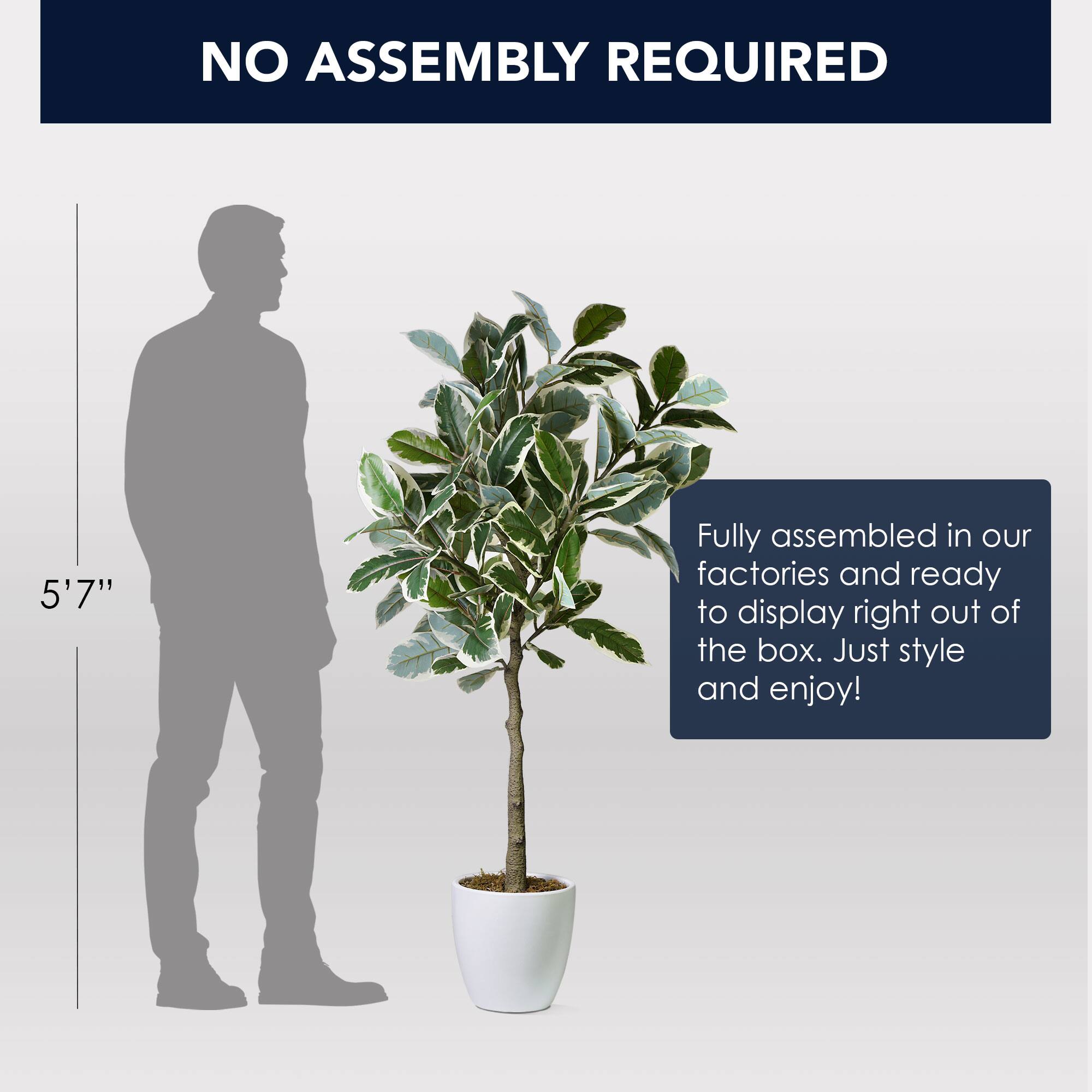 American Art Decor 5ft. Variegated Rubber Tree in White Ceramic Pot