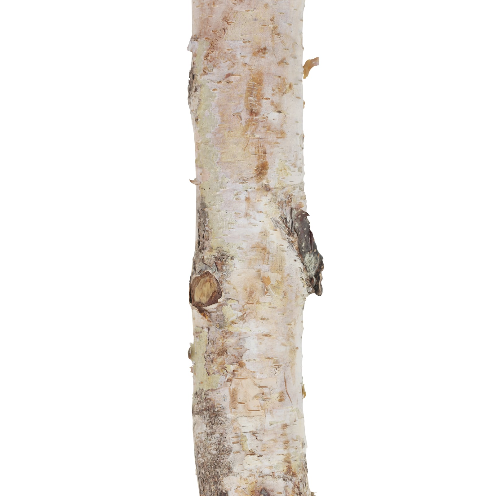 16&#x22; Birch Log by Ashland&#xAE;