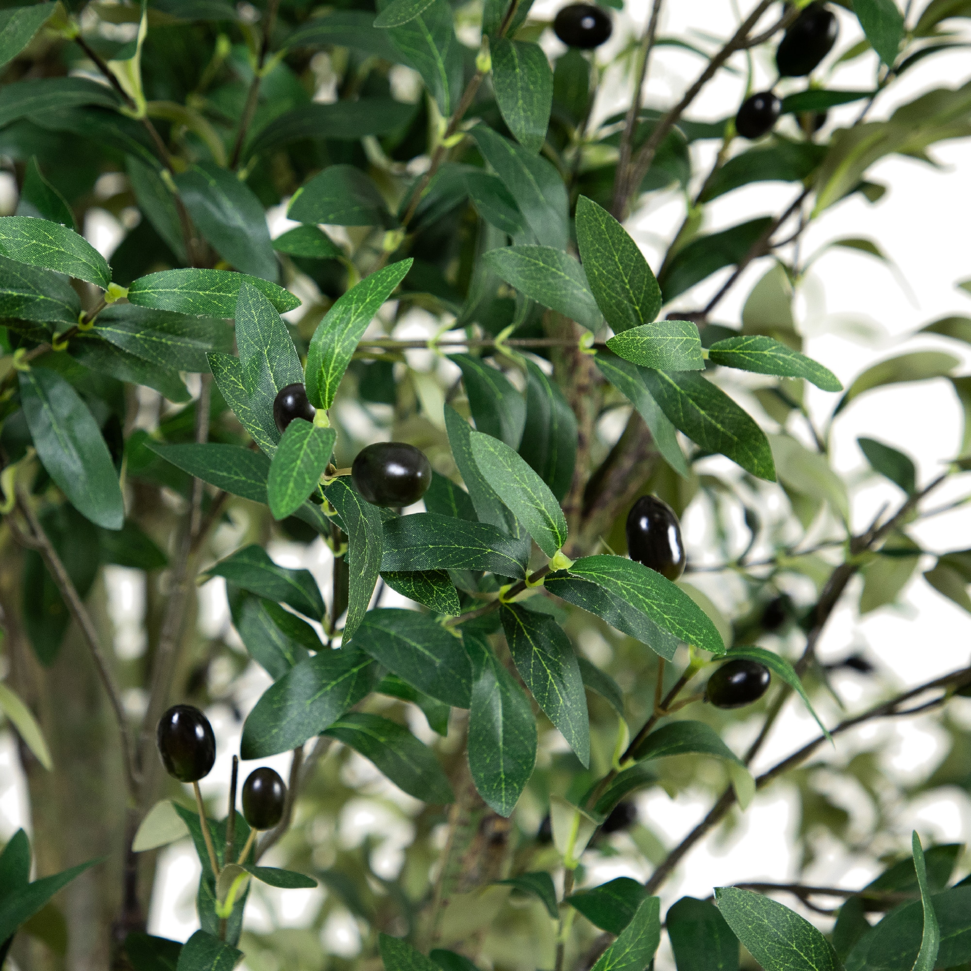 13ft. Potted Olive Tree