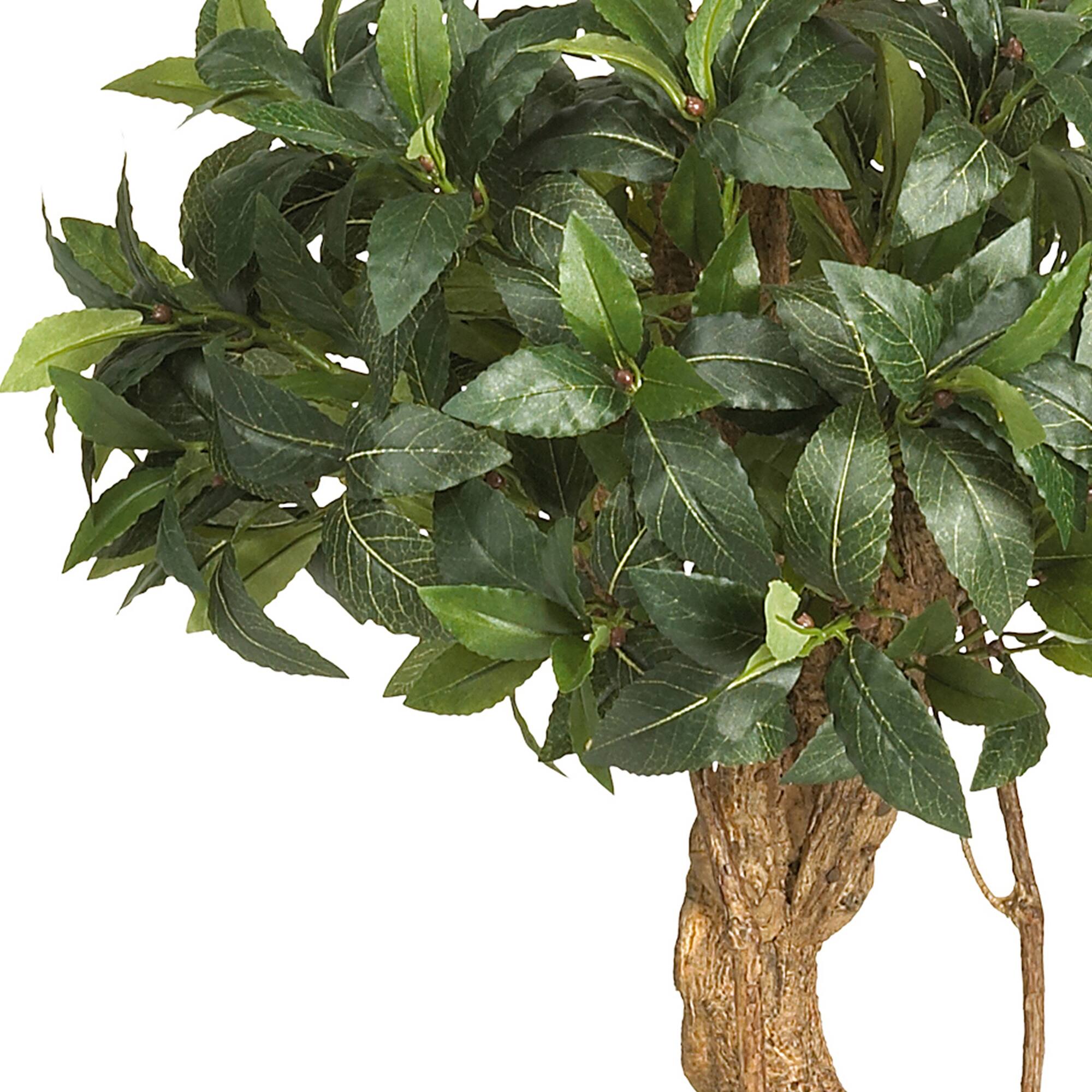 4ft. Potted Sweet Bay Double Ball Topiary Tree