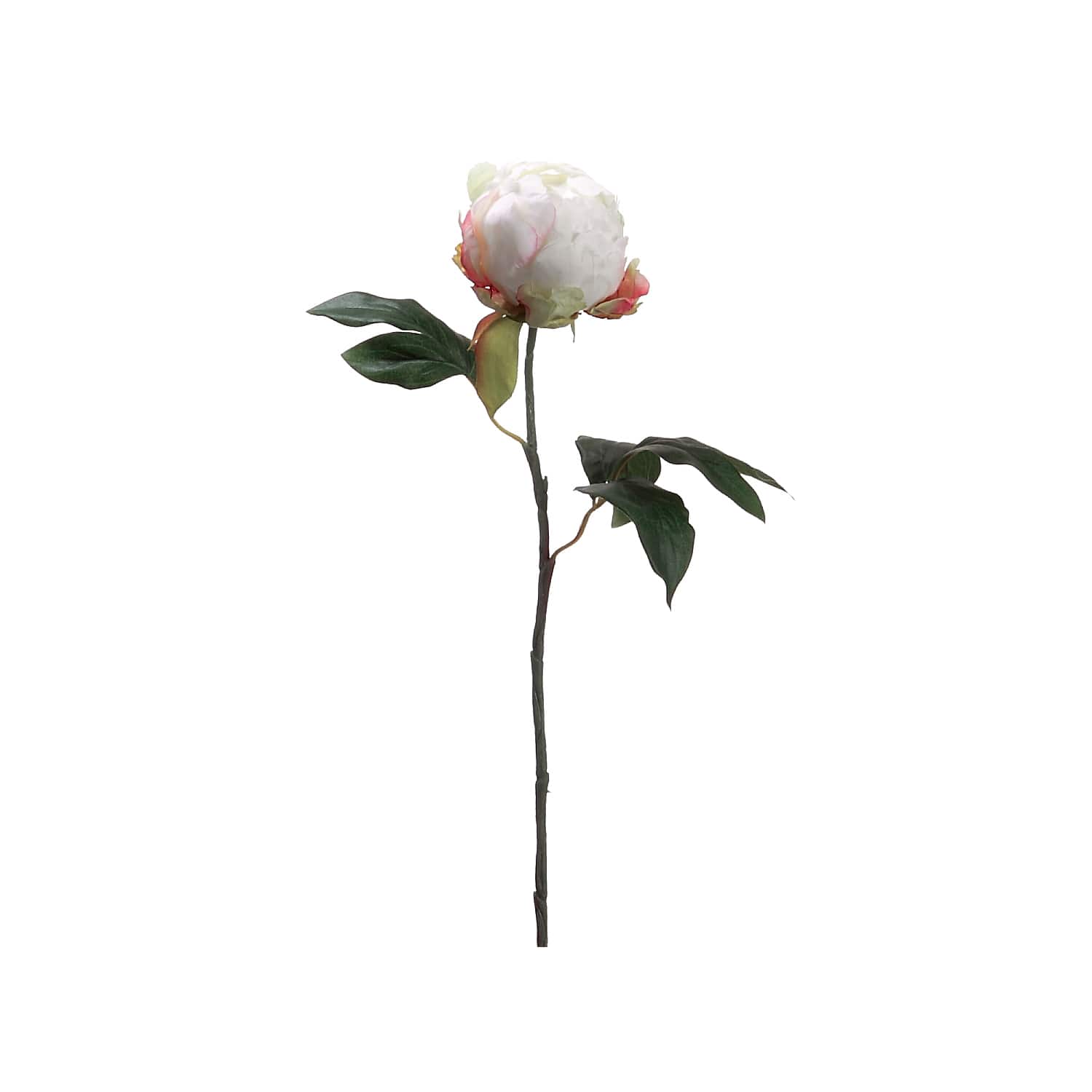 24 Pack: Cream Peony Bud Stem