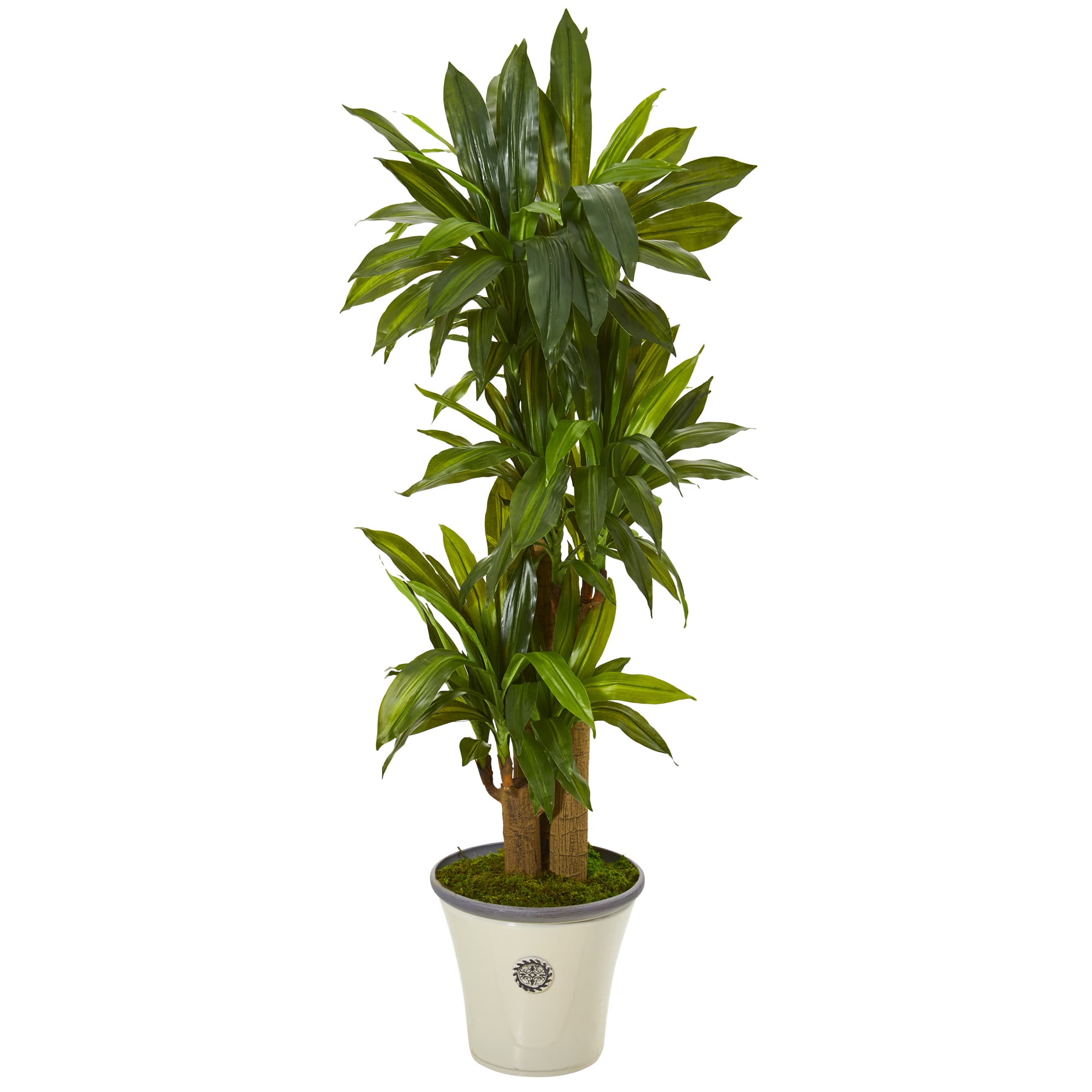 4.6ft. Corn Stalk Dracaena Plant in Planter