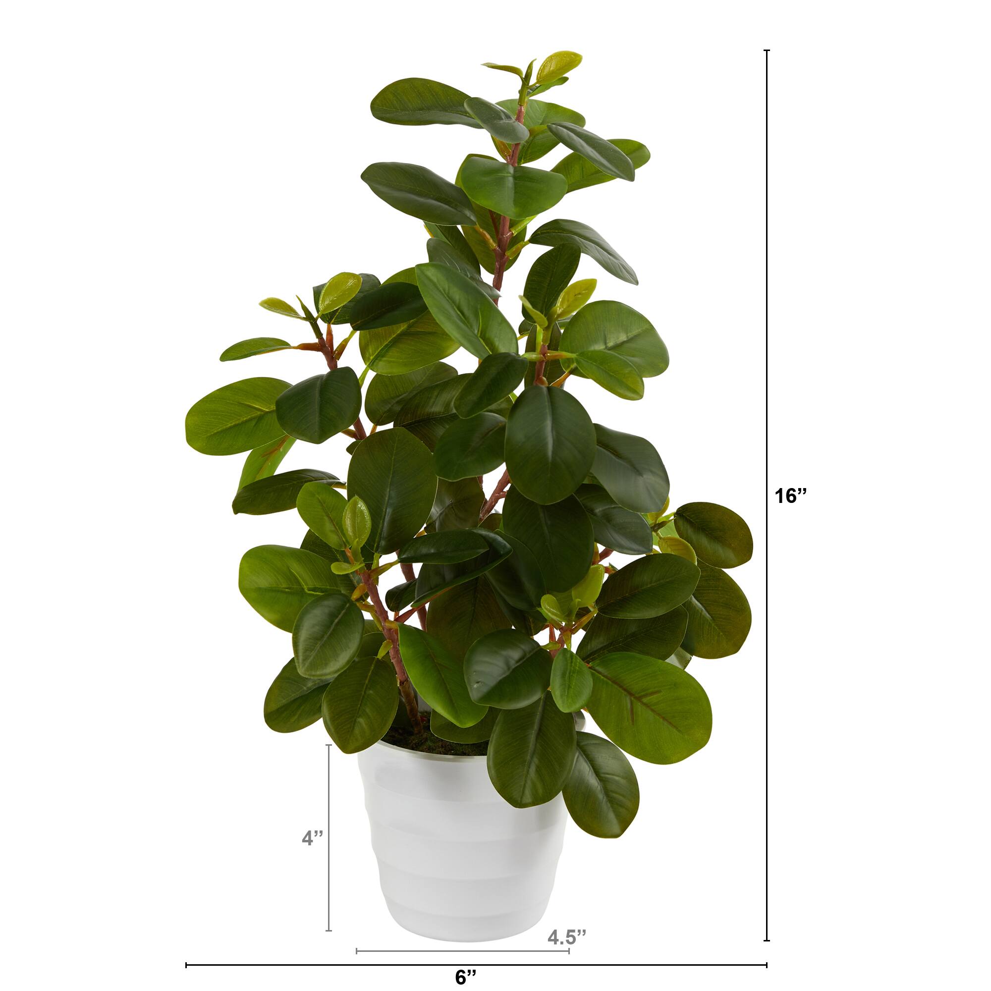 16" Peperomia Plant in Decorative Planter