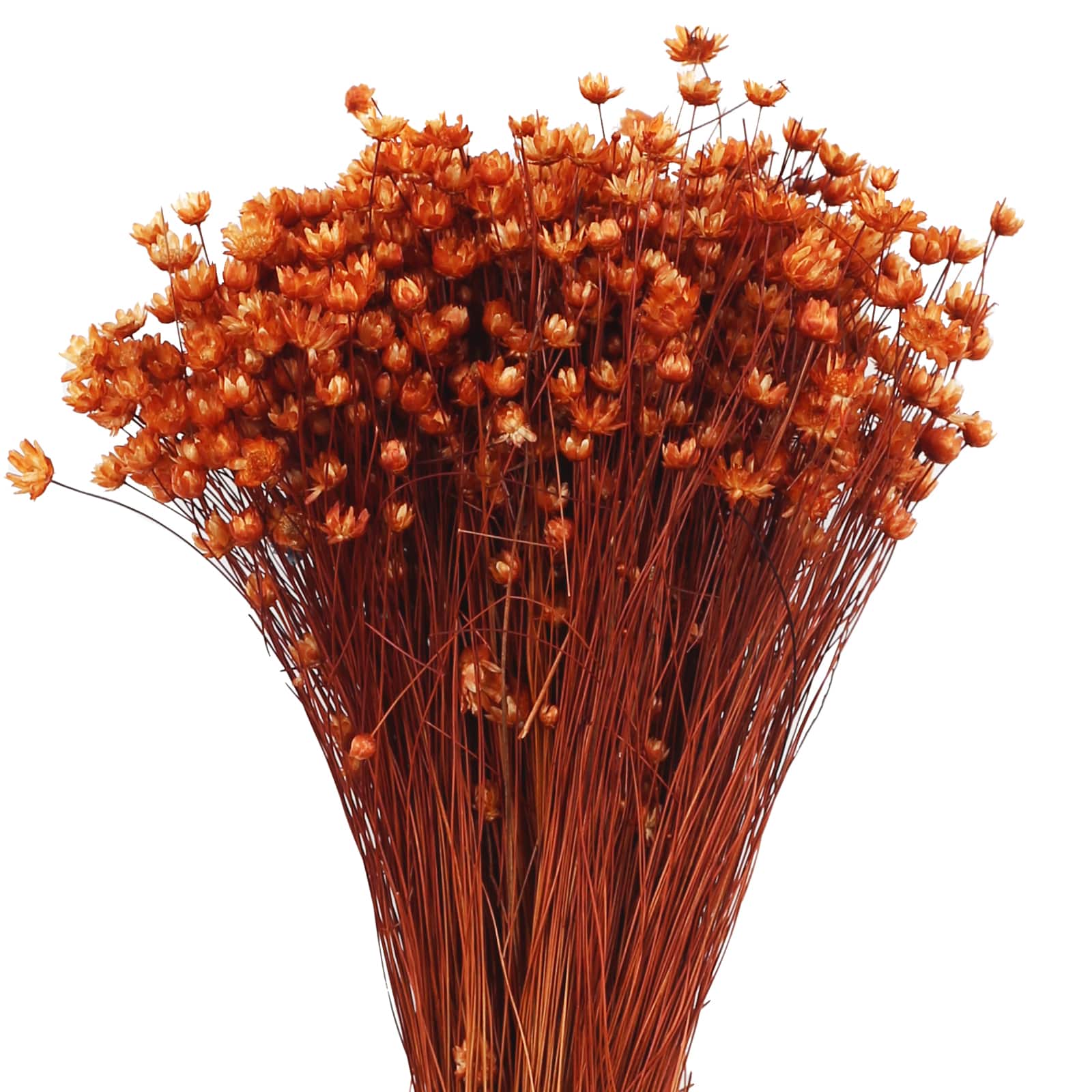 14&#x22; Burnt Orange Dried Campo Flower Bunch by Ashland&#xAE;