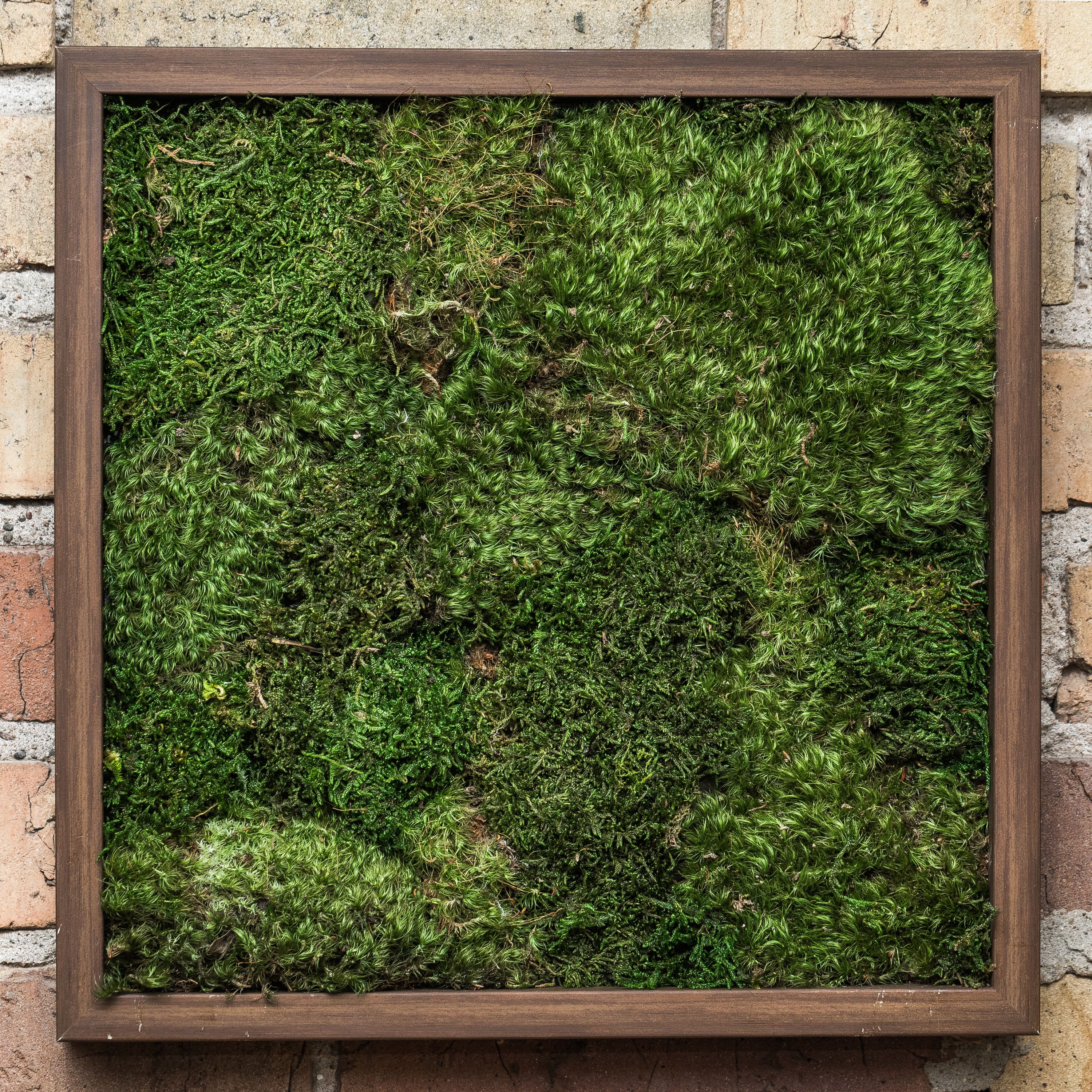 Preserved Green Sheet Moss Bag