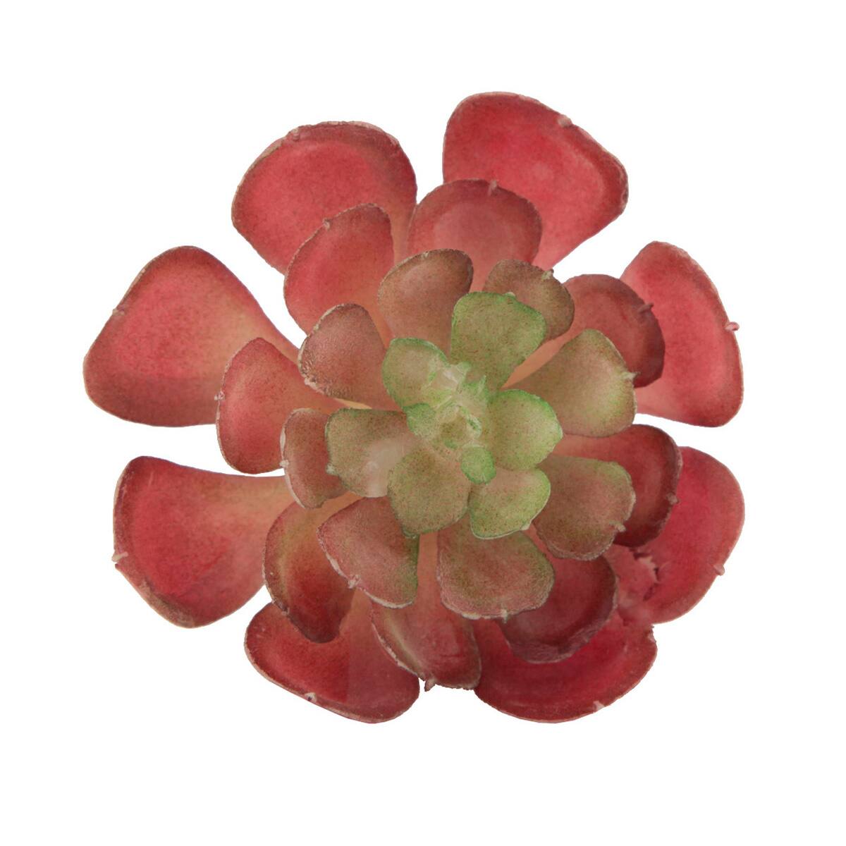 Flora Bunda&#xAE; Red Small Echeveria Succulent Pick, 12ct.