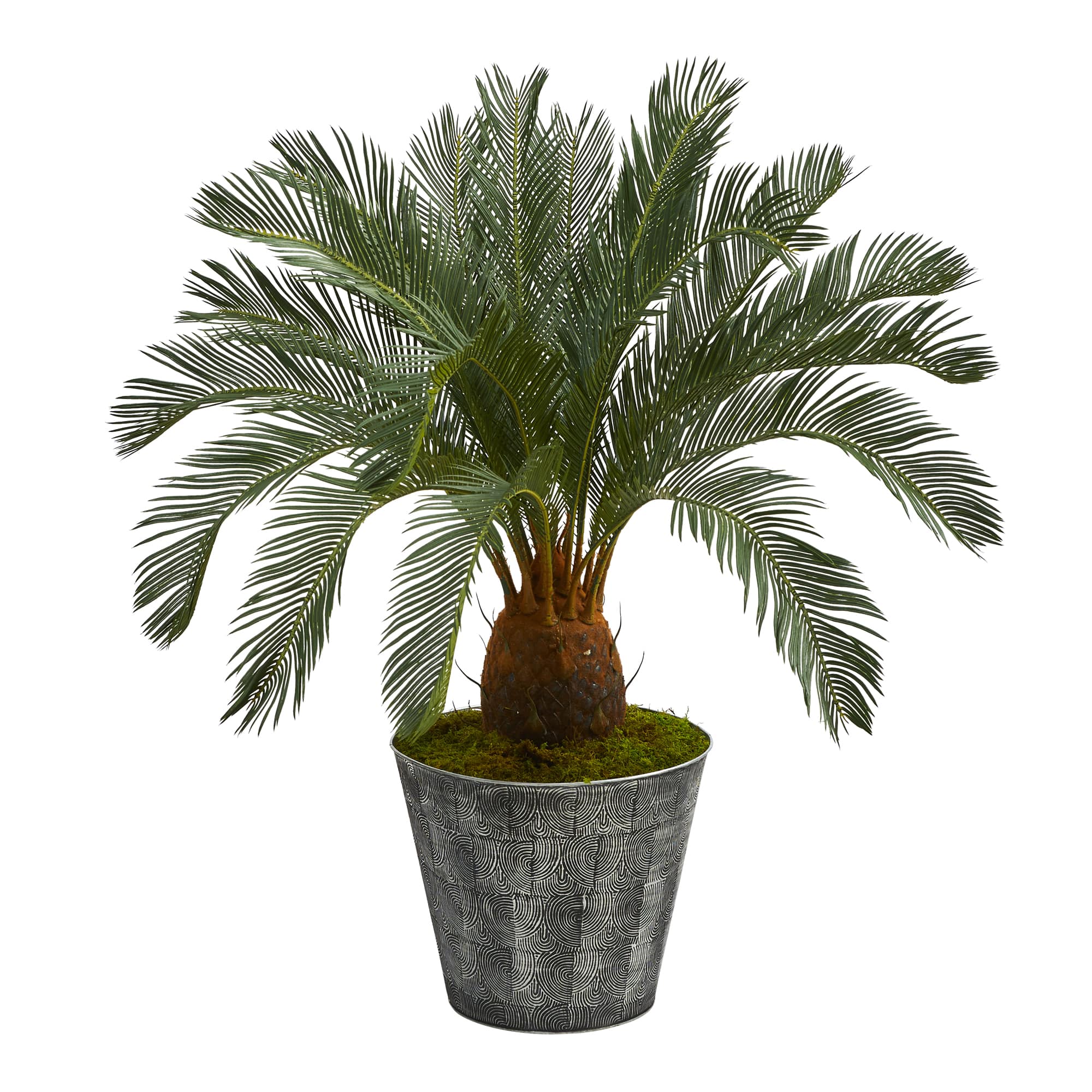 3.3ft. Cycas Tree in Black Embossed Planter