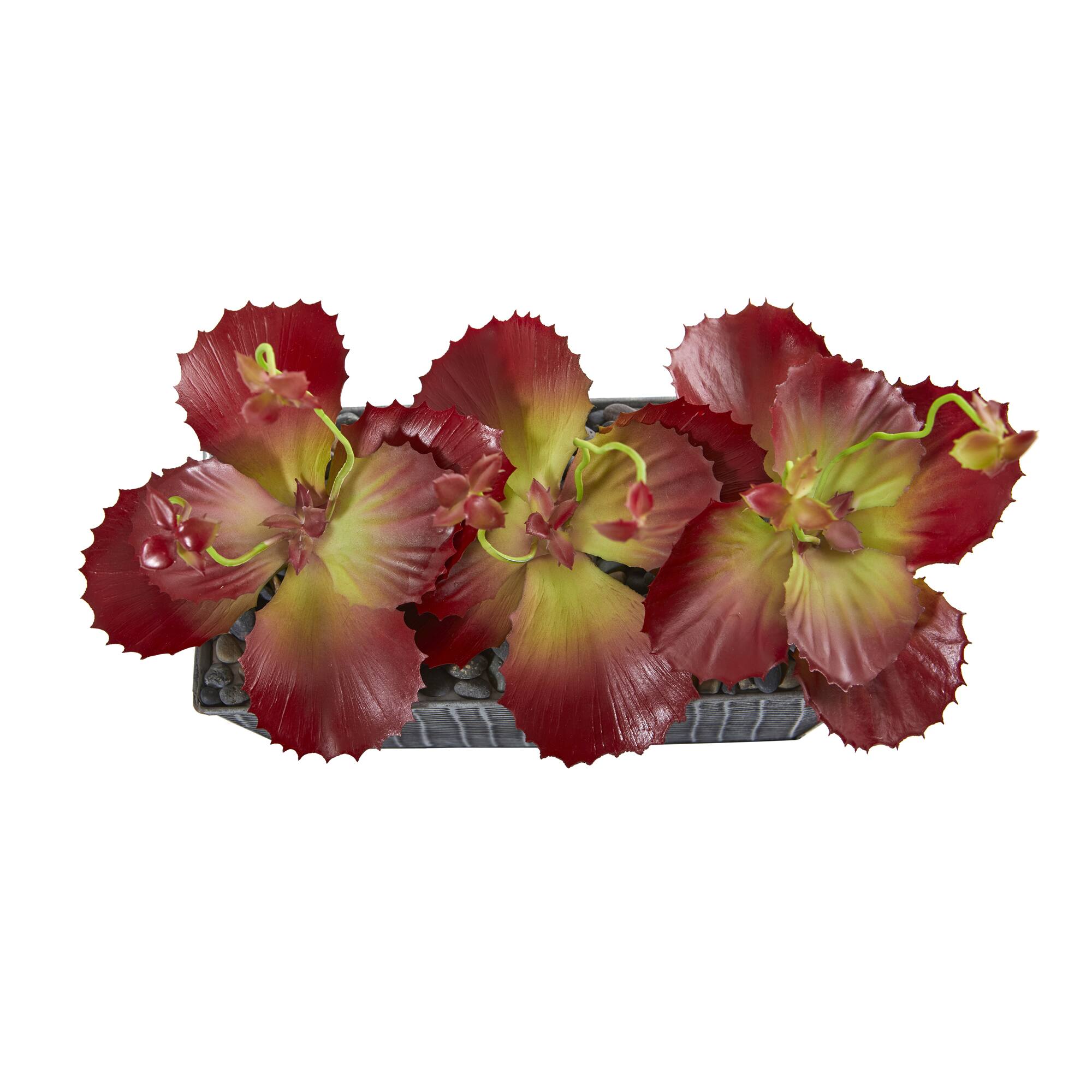 10&#x22; Succulent Plant in Embossed Tin Planter