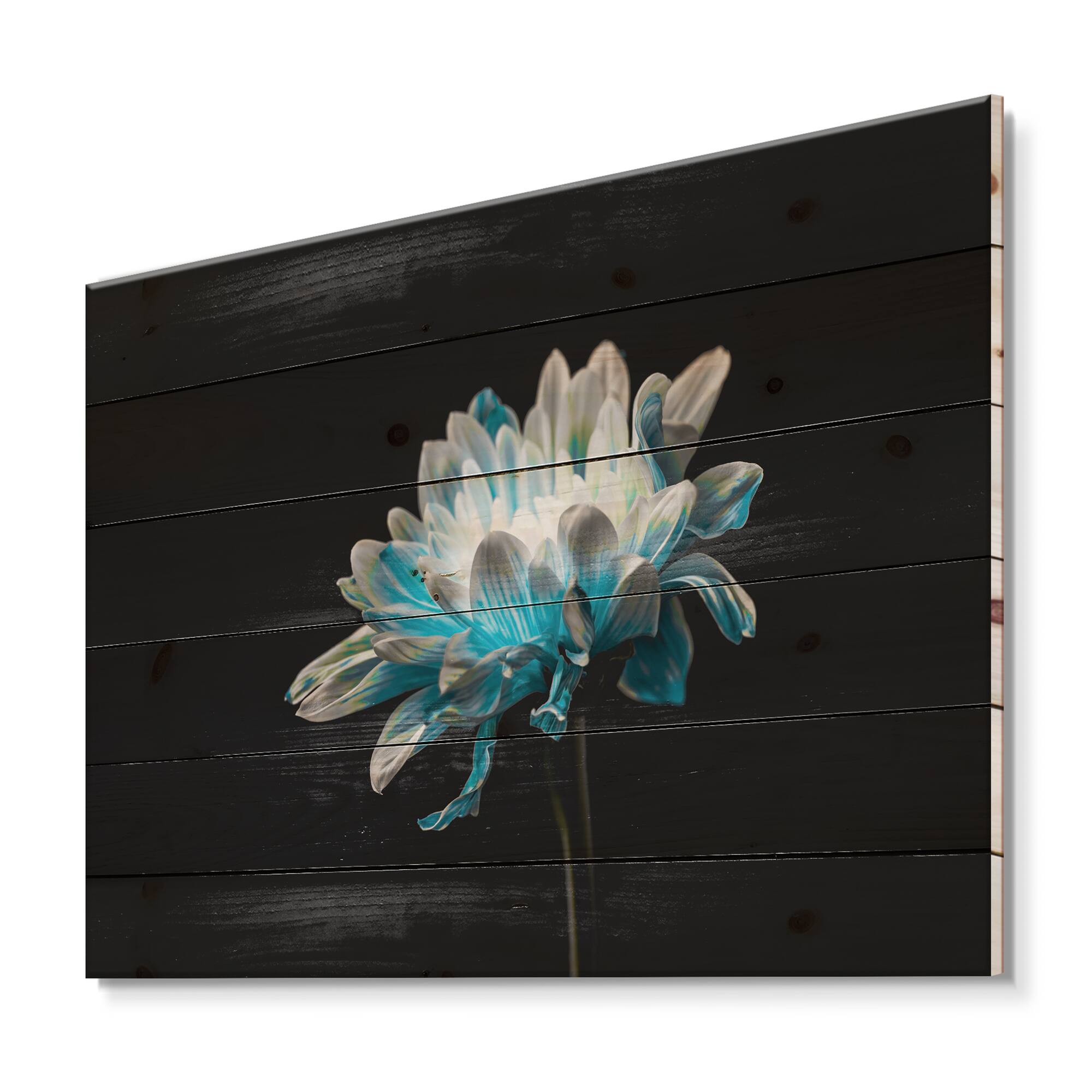 Designart - Close Up Of Pure Blue and White Daisy Flower I - Traditional Print on Natural Pine Wood