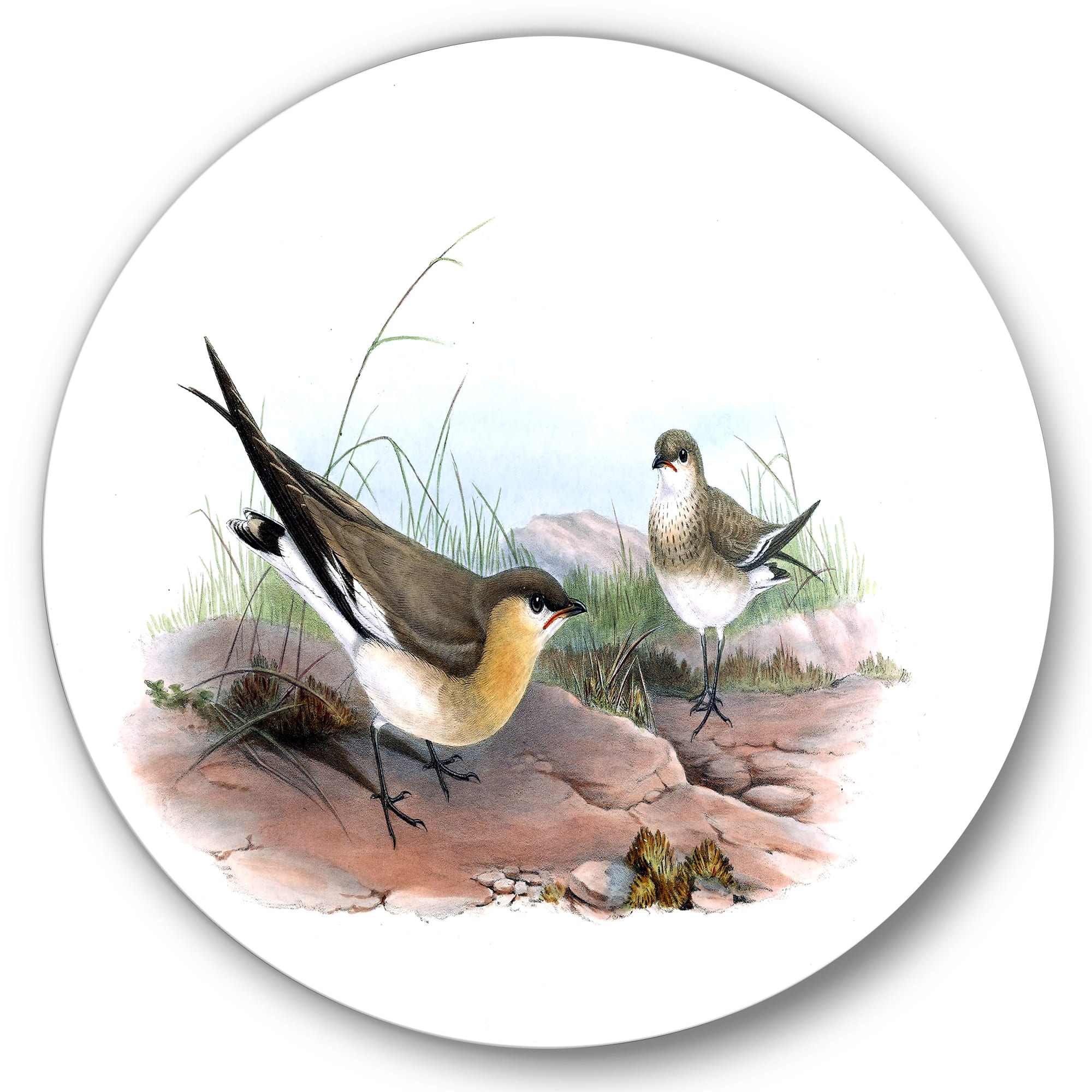 Designart - Vintage Bird Illustration II