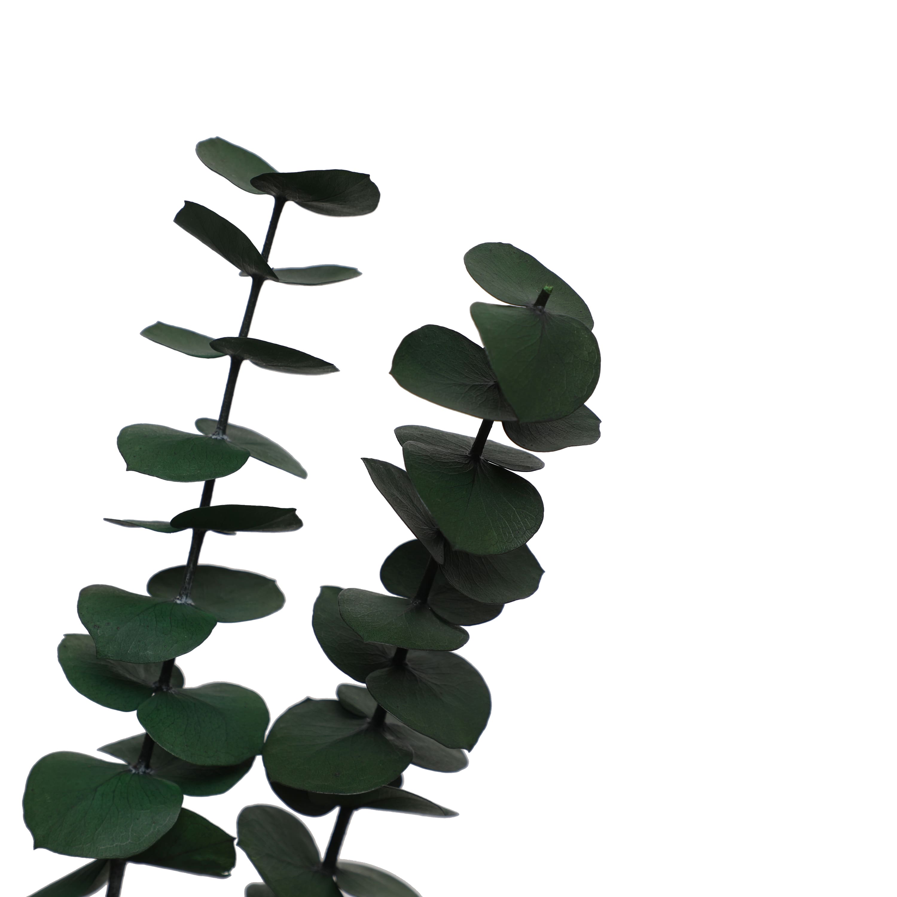 24&#x22; Eucalyptus Bundle by Ashland&#xAE;