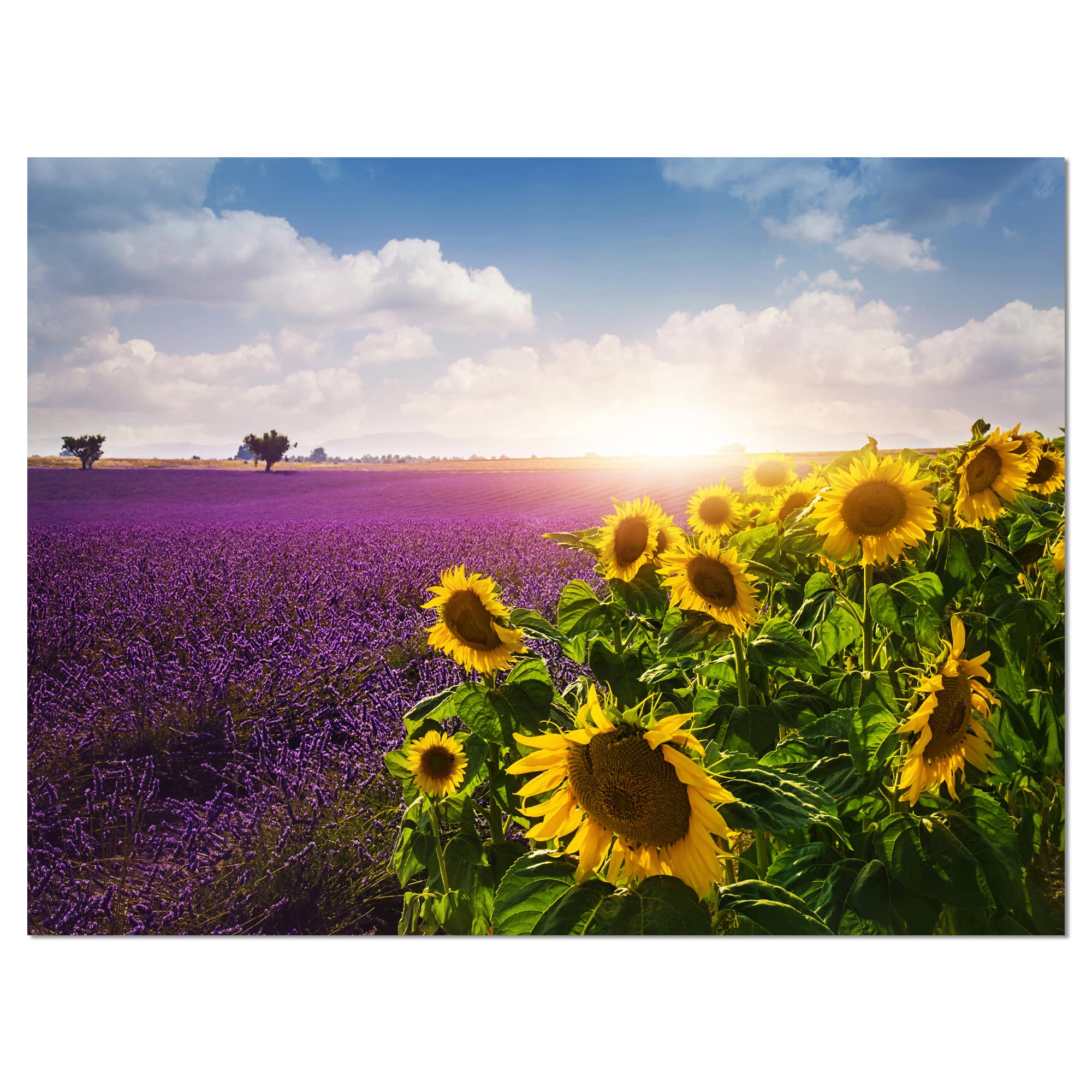 Designart - Lavender and Sunflower Fields - Floral Canvas Art Print