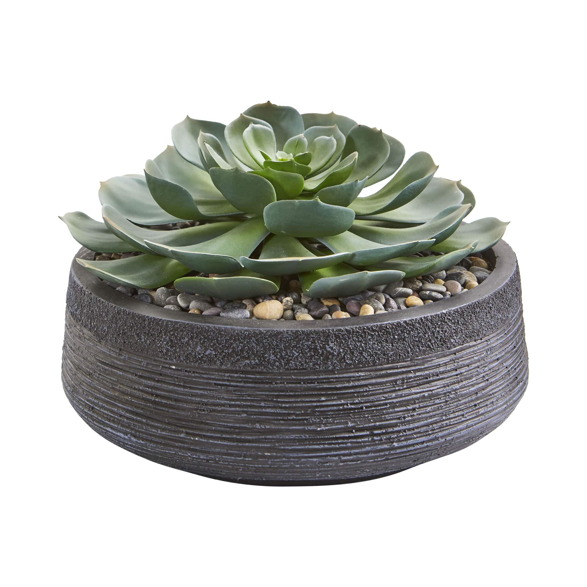 10" Giant Echeveria Succulent in Decorative Bowl