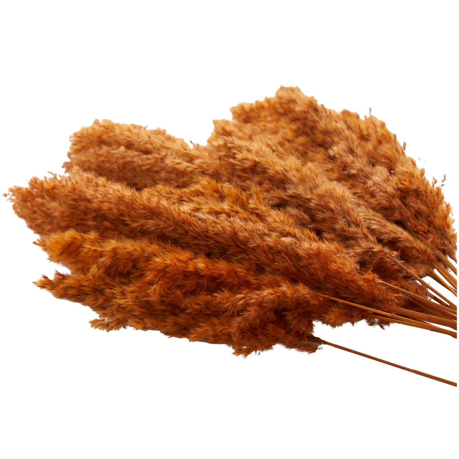 Dried Plant Pampas Natural Foliage with Long Stems