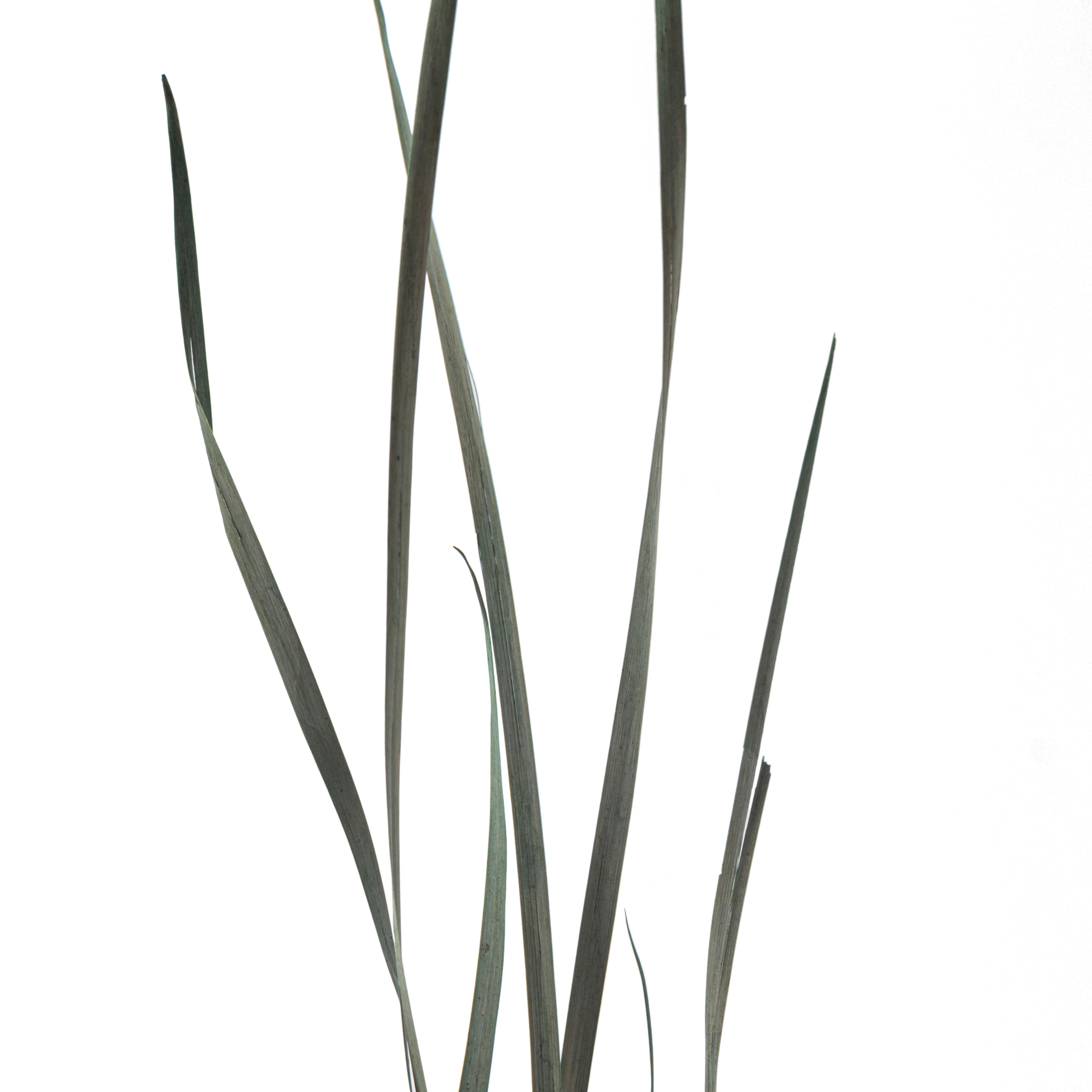 Green Magnolia Flax Grass Bundle by Ashland&#xAE;